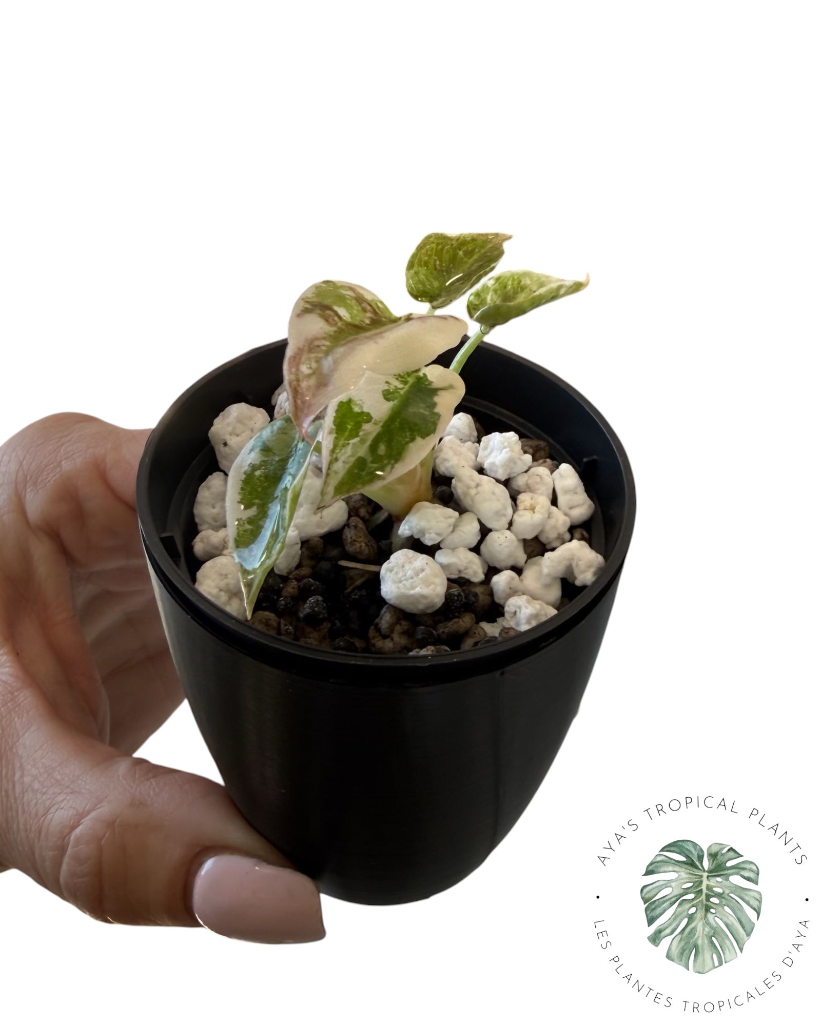 Alocasia Cuprea Pink Albo Variegated