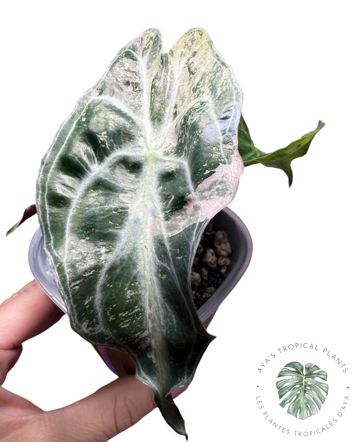 Alocasia Venom Pink Variegated Grade S | Premium Rare
