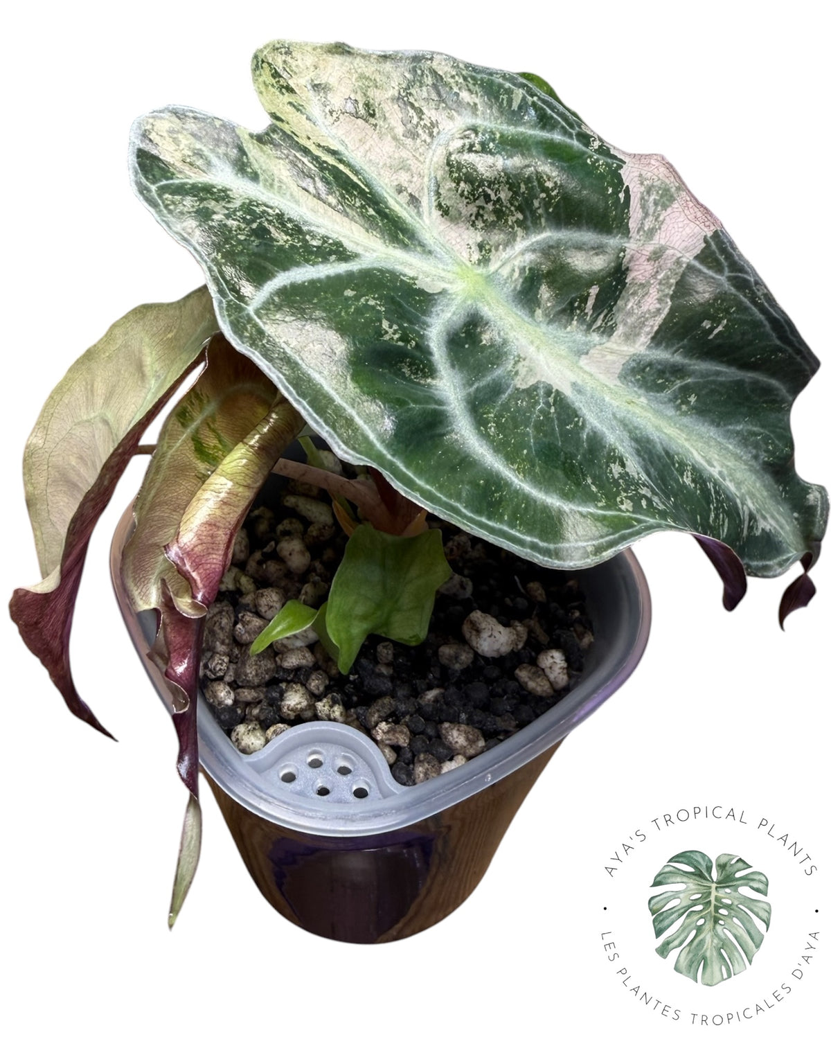 Alocasia Venom Pink Variegated Grade S | Premium Rare
