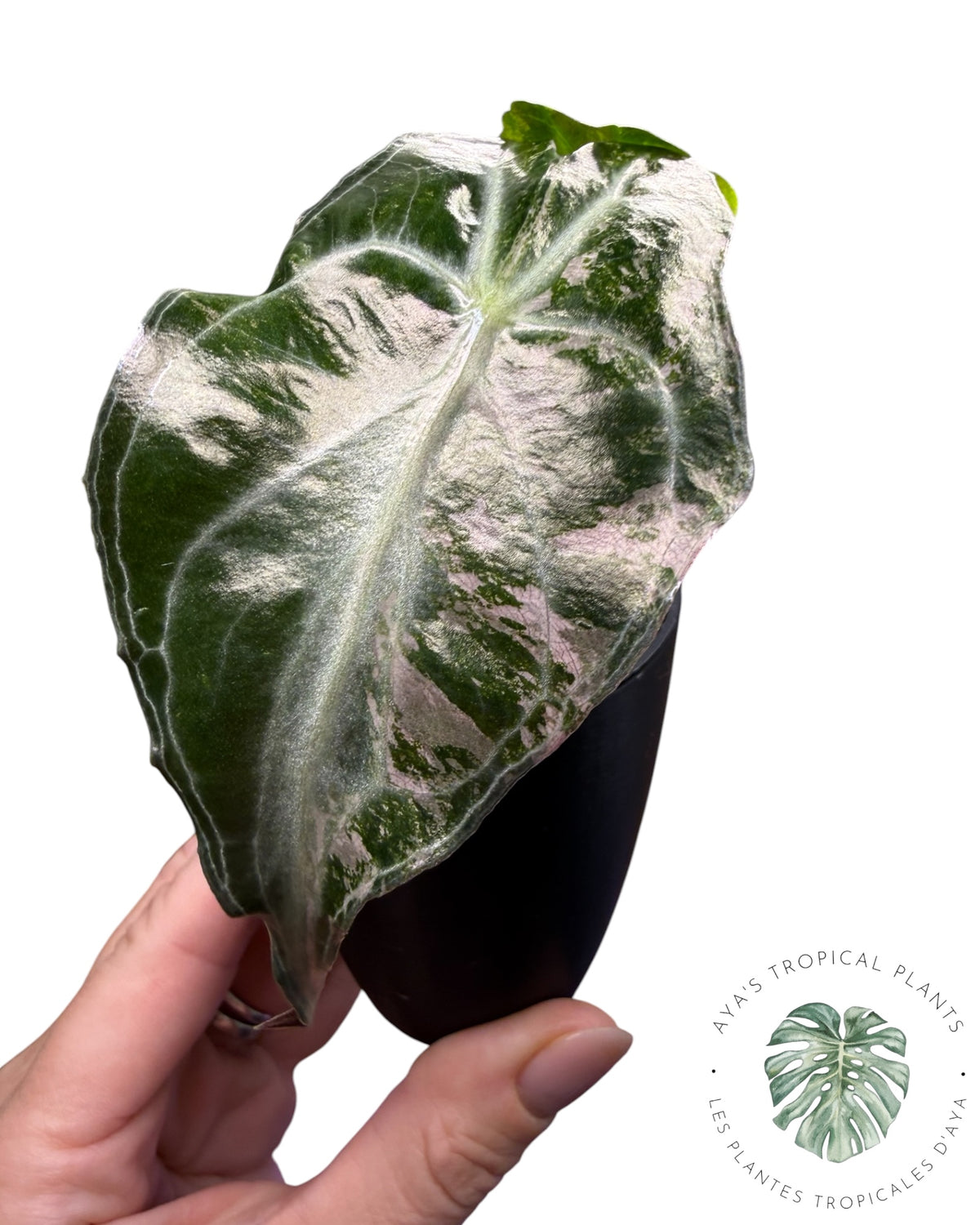 Alocasia Venom Pink Variegated Grade S | Premium Rare