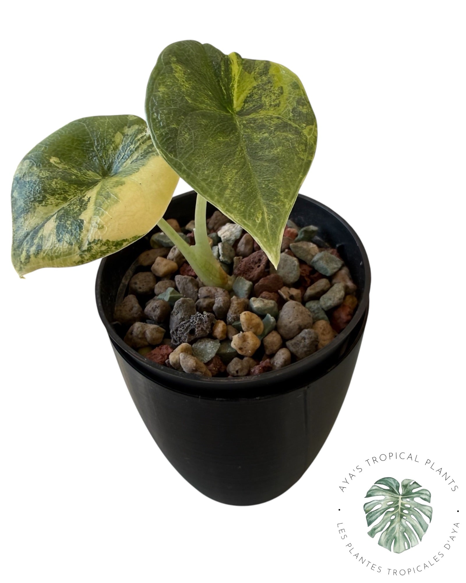 Alocasia Melo Aurea Variegated