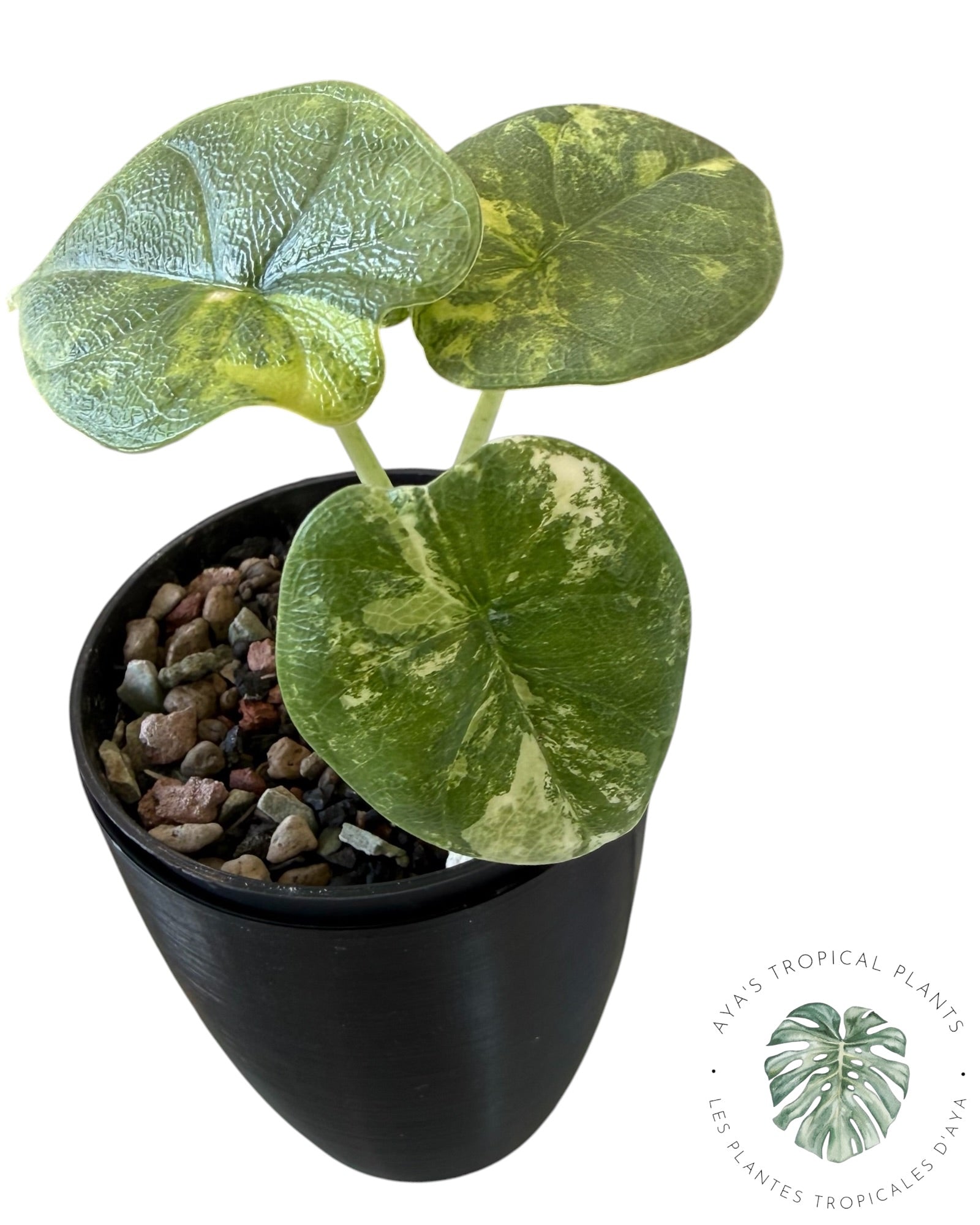 Alocasia Melo Aurea Variegated