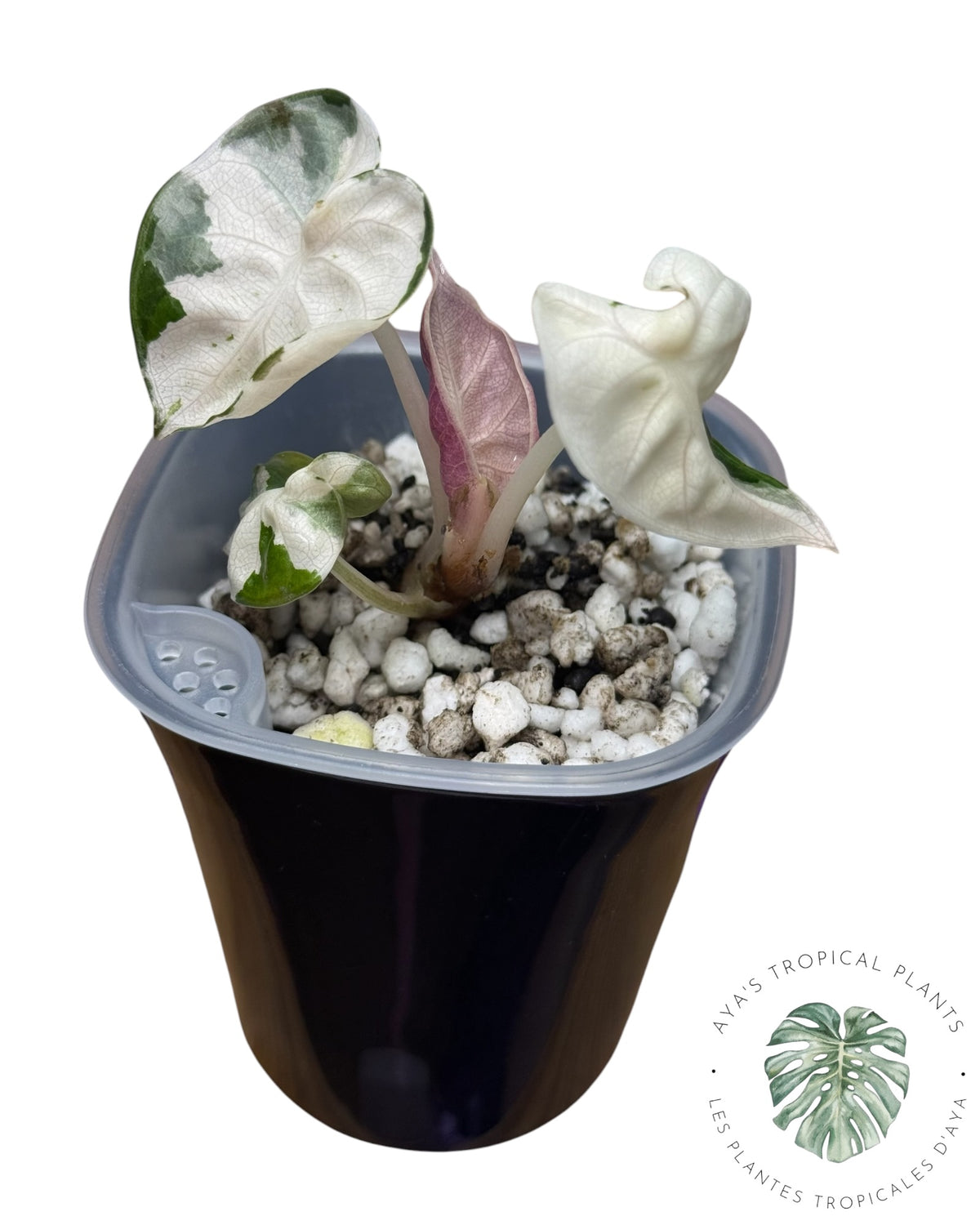 Alocasia Heart Balloon Pink variegated