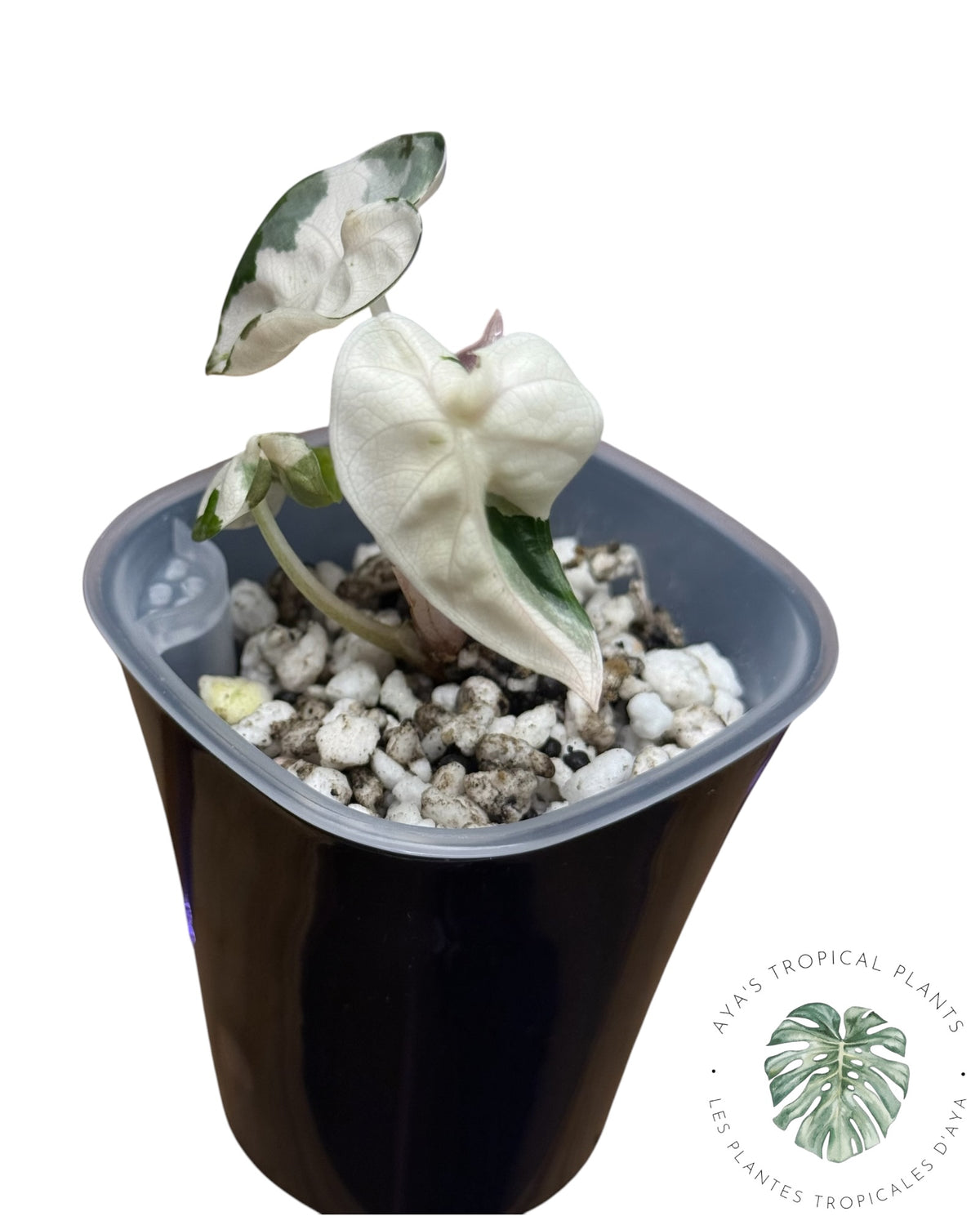Alocasia Heart Balloon Pink variegated