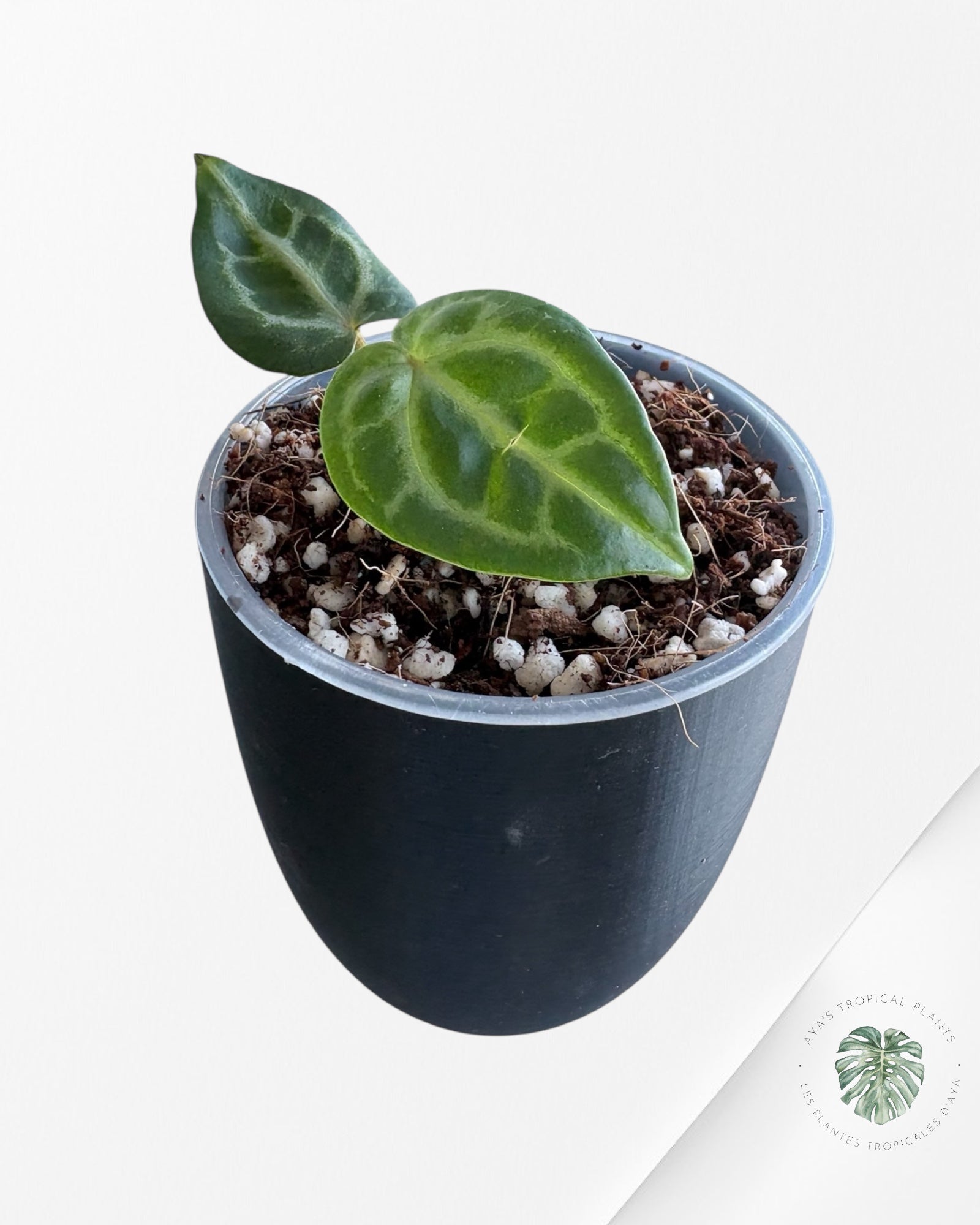 Anthurium Red Crystallinum × (SKG × Silver Tiger)