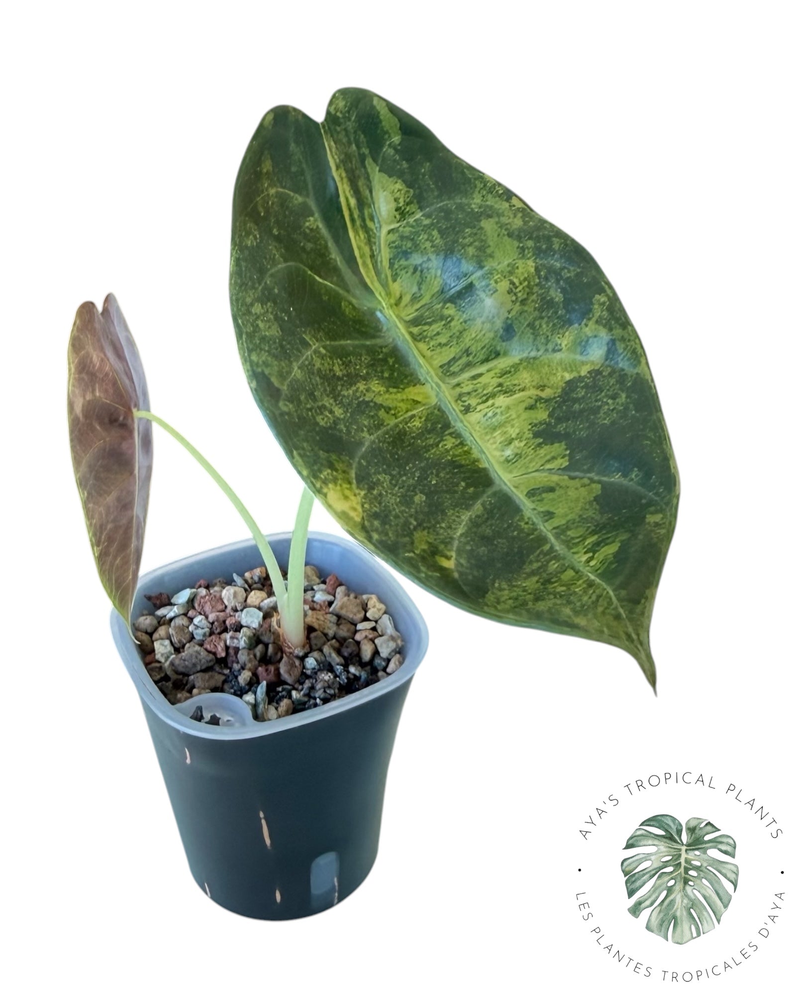 Alocasia Sedenii Aurea Variegated