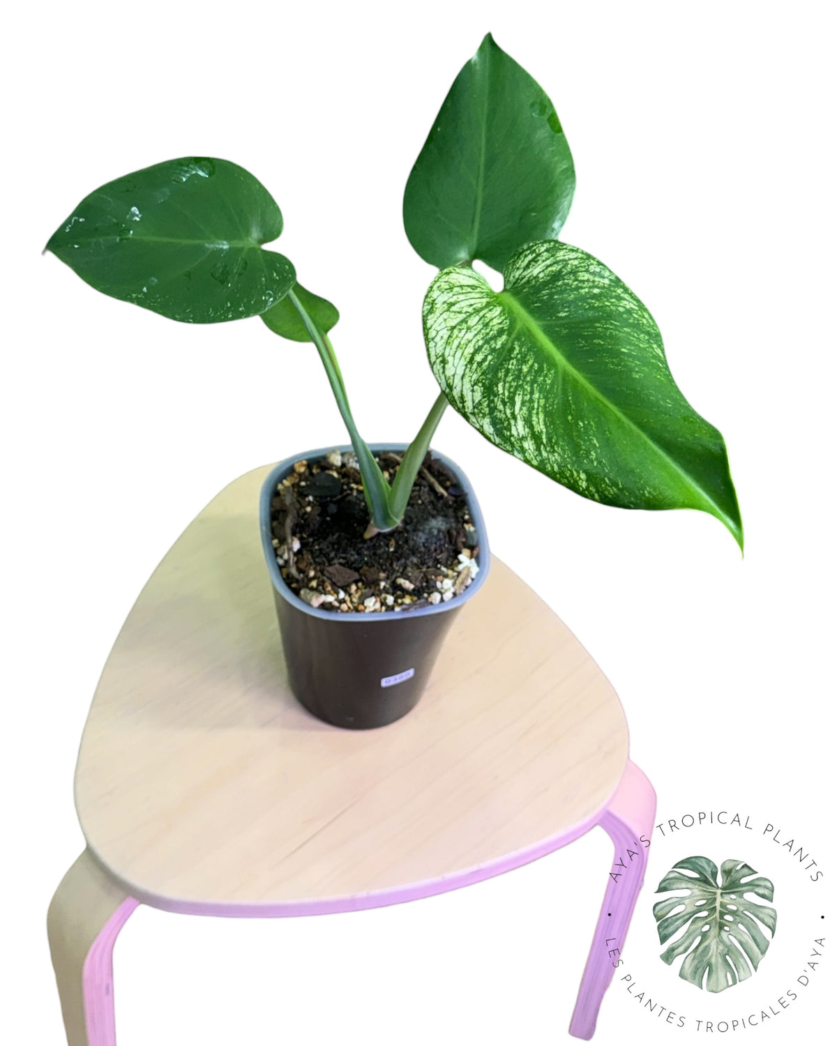 Monstera Deliciosa 'Devil Monster'