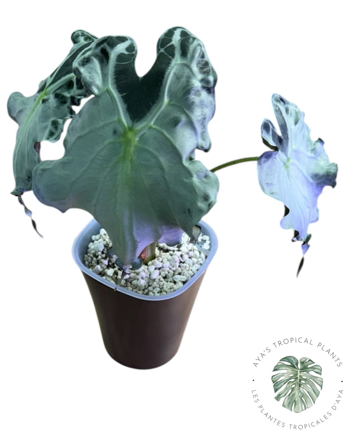 Alocasia Venom