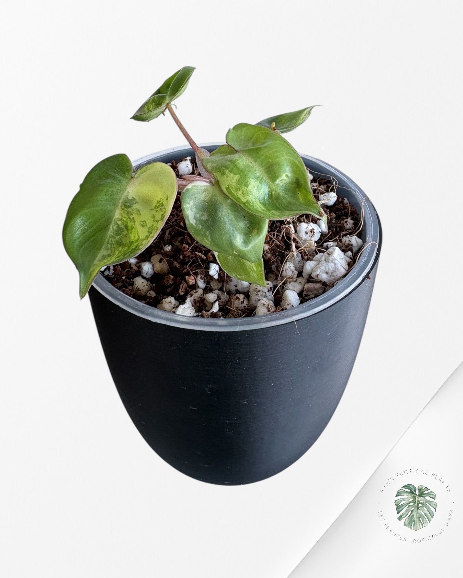 Philodendron Billietiae Variegated