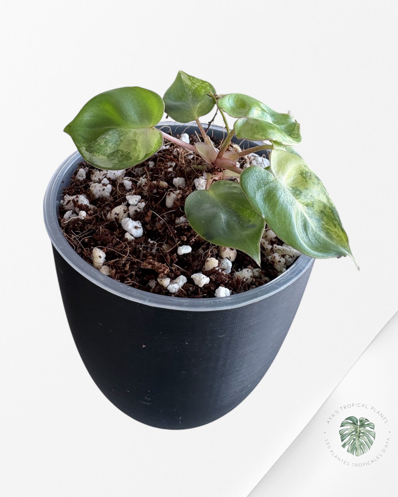 Philodendron Billietiae Variegated