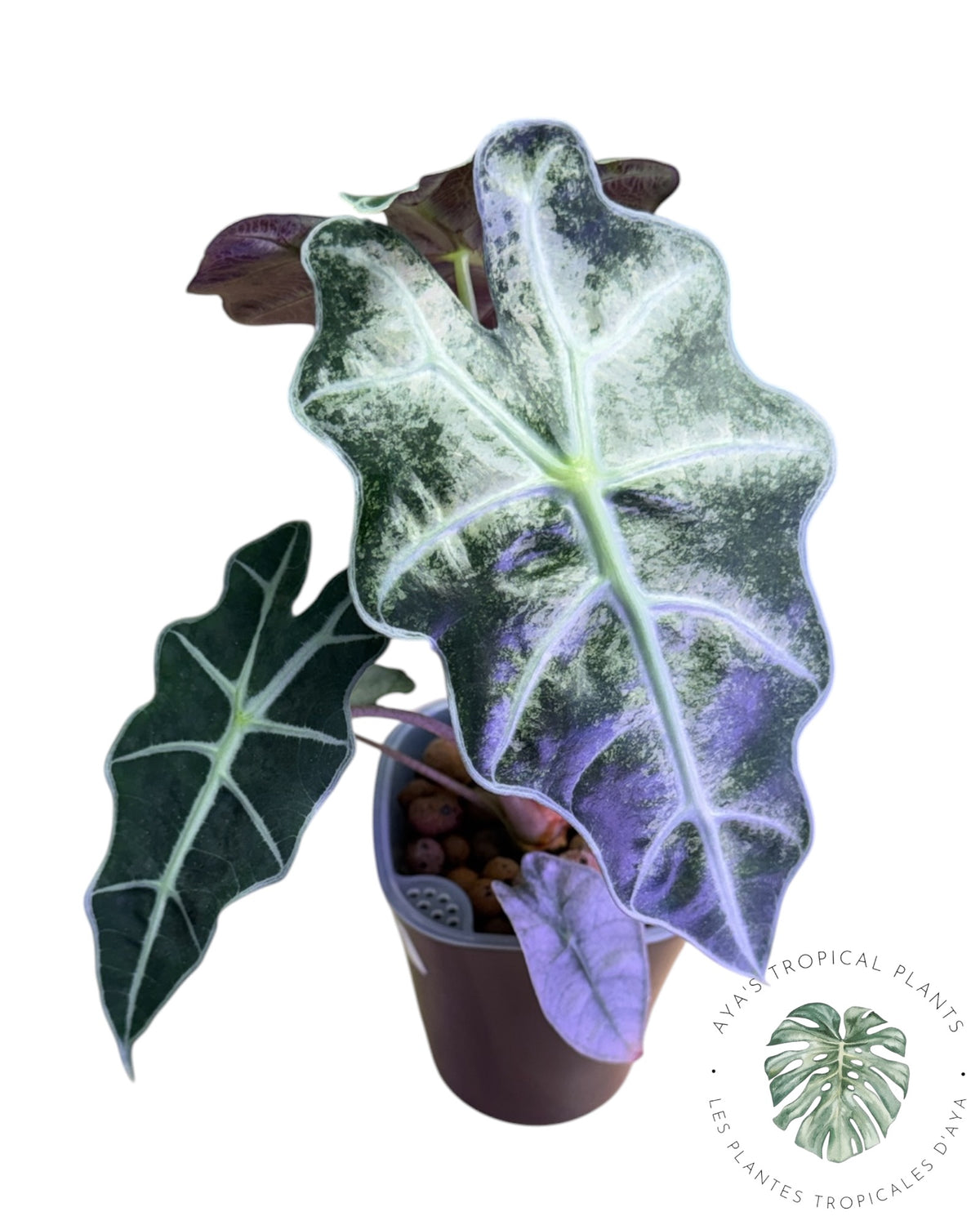 Alocasia Polly Lava Mutation