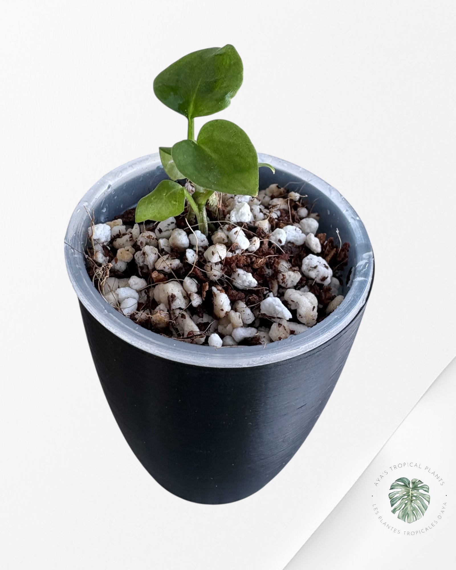 Anthurium Purple Crystallinum