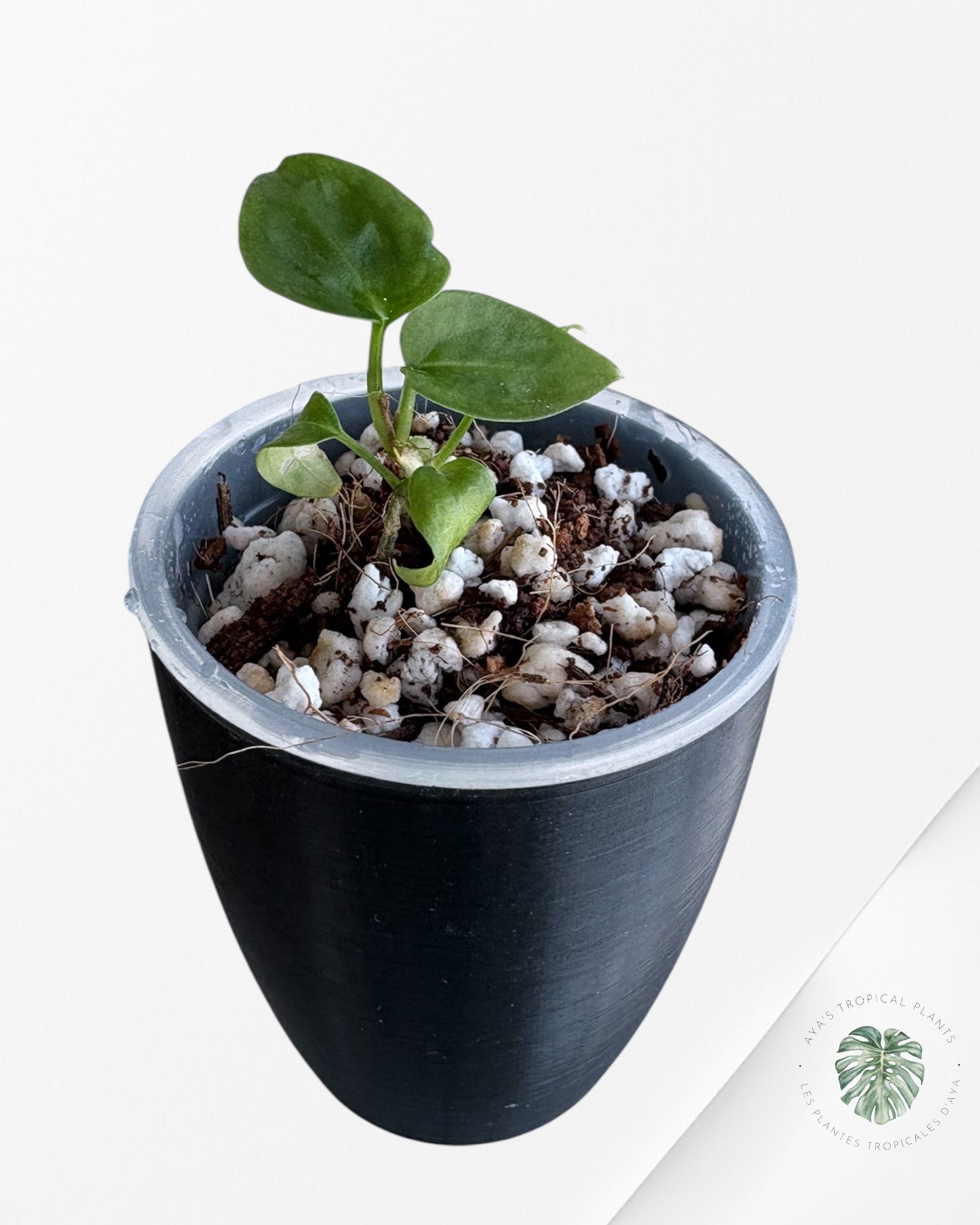 Anthurium Purple Crystallinum