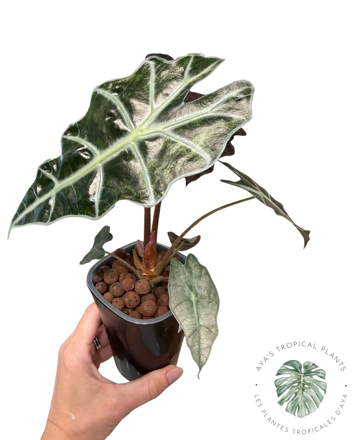 Alocasia Polly Lava Mutation