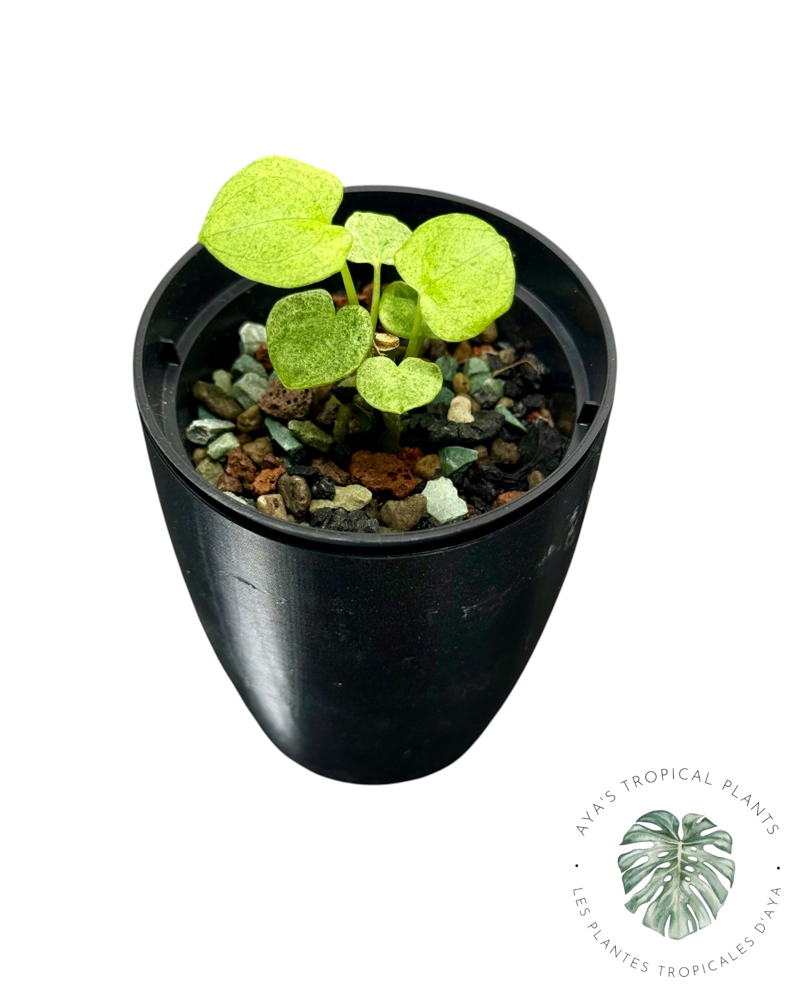 Anthurium Dark Phoenix Variegated
