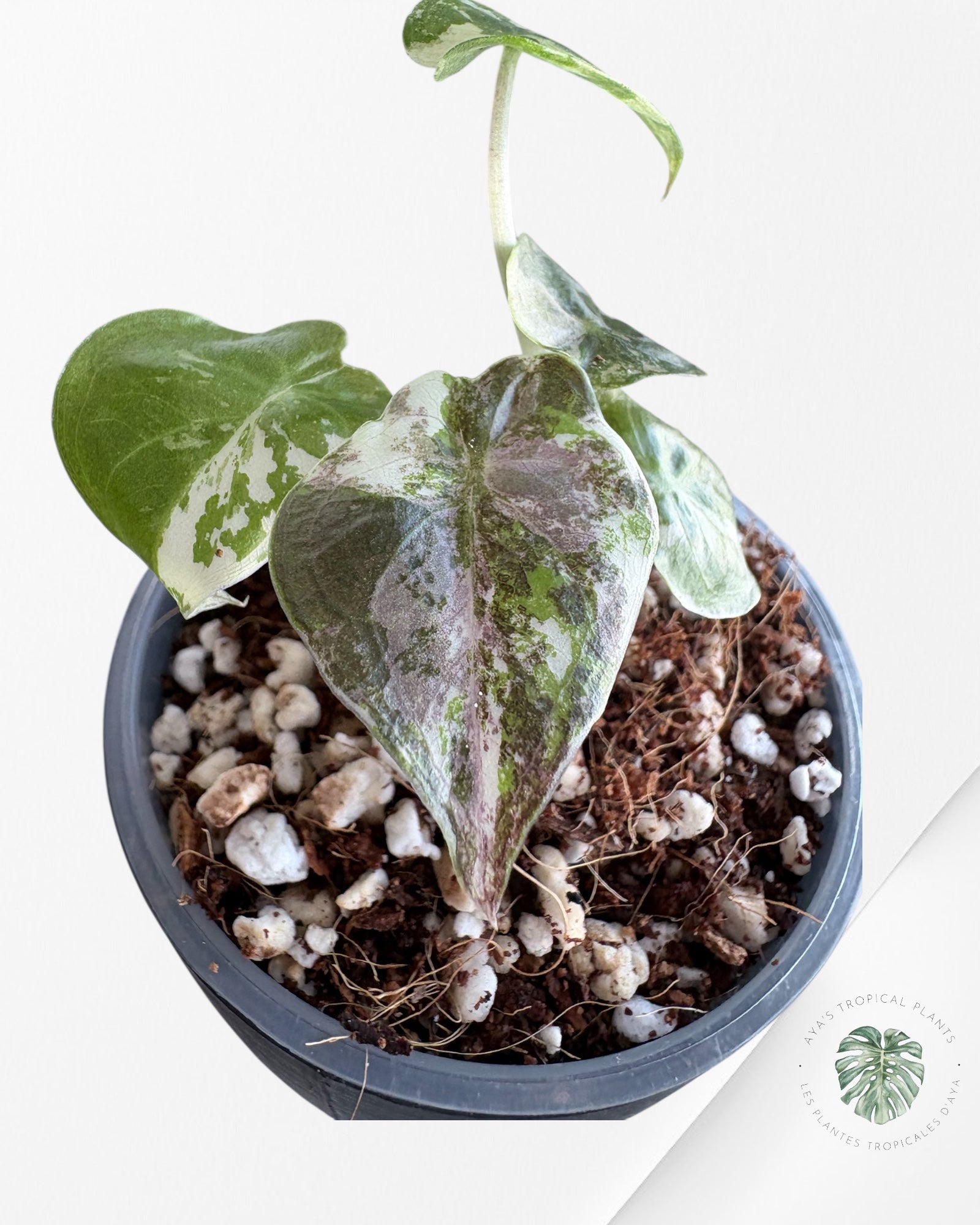 Alocasia Wentii Albo Pink Variegated