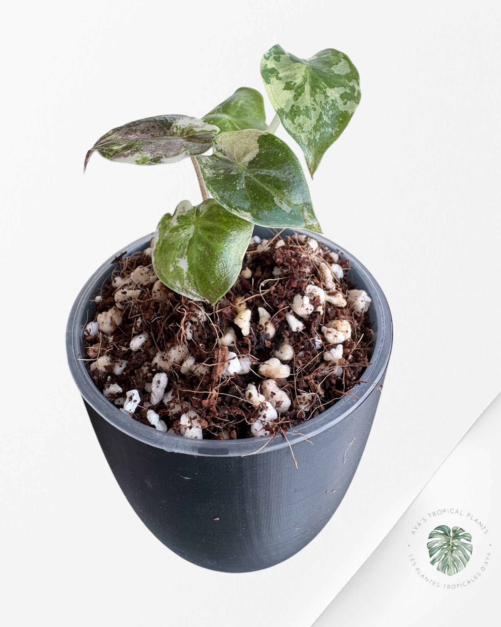 Alocasia Wentii Albo Pink Variegated