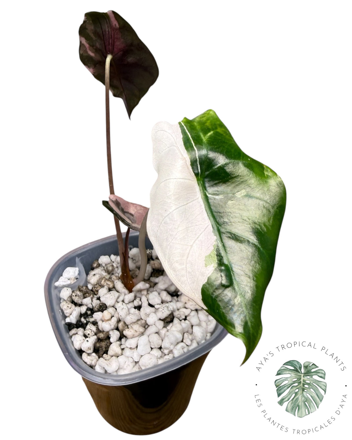 Alocasia Chantrieri Pink Variegated