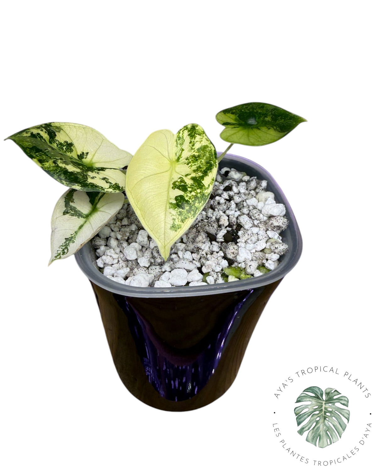 Alocasia Frydek Aurea Variegated