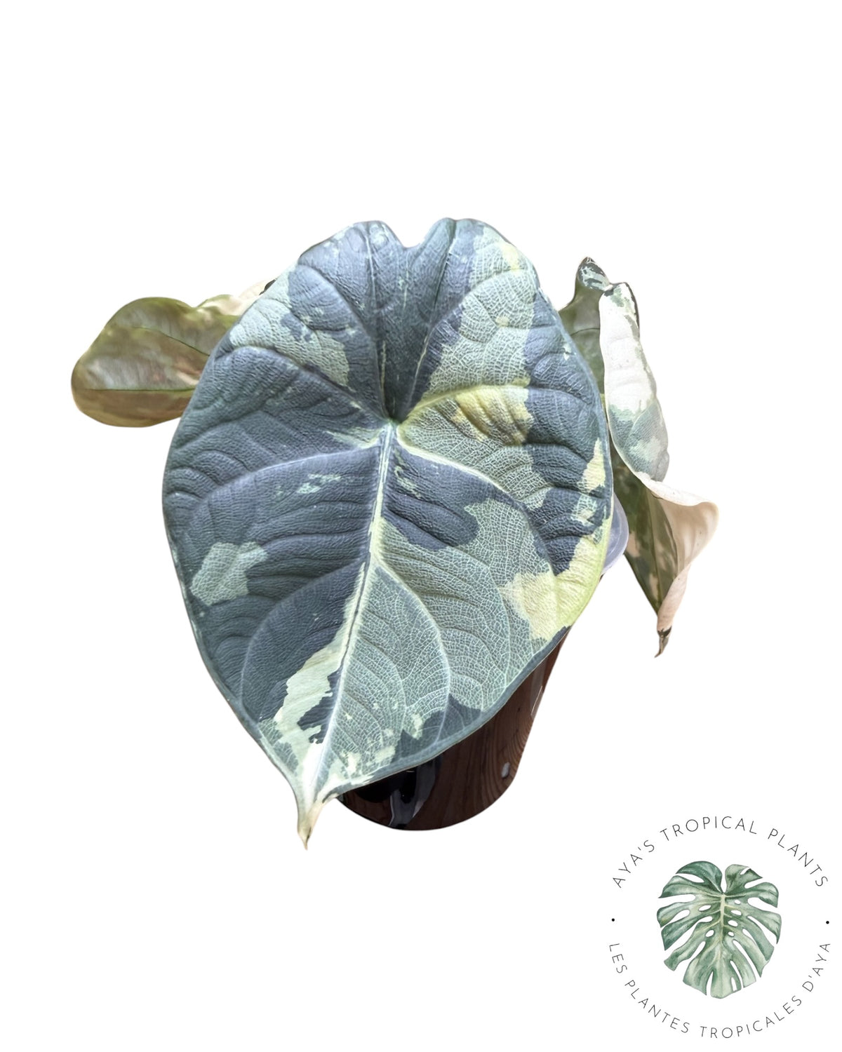 Alocasia Maharani Albo