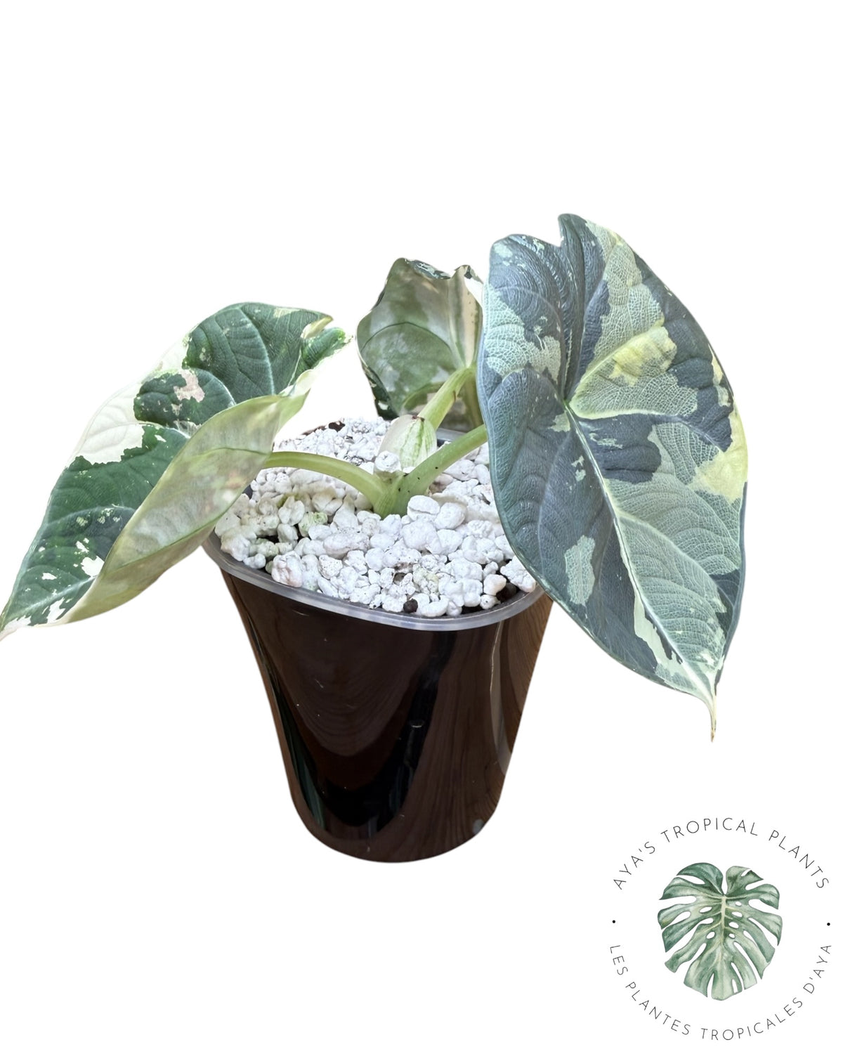 Alocasia Maharani Albo