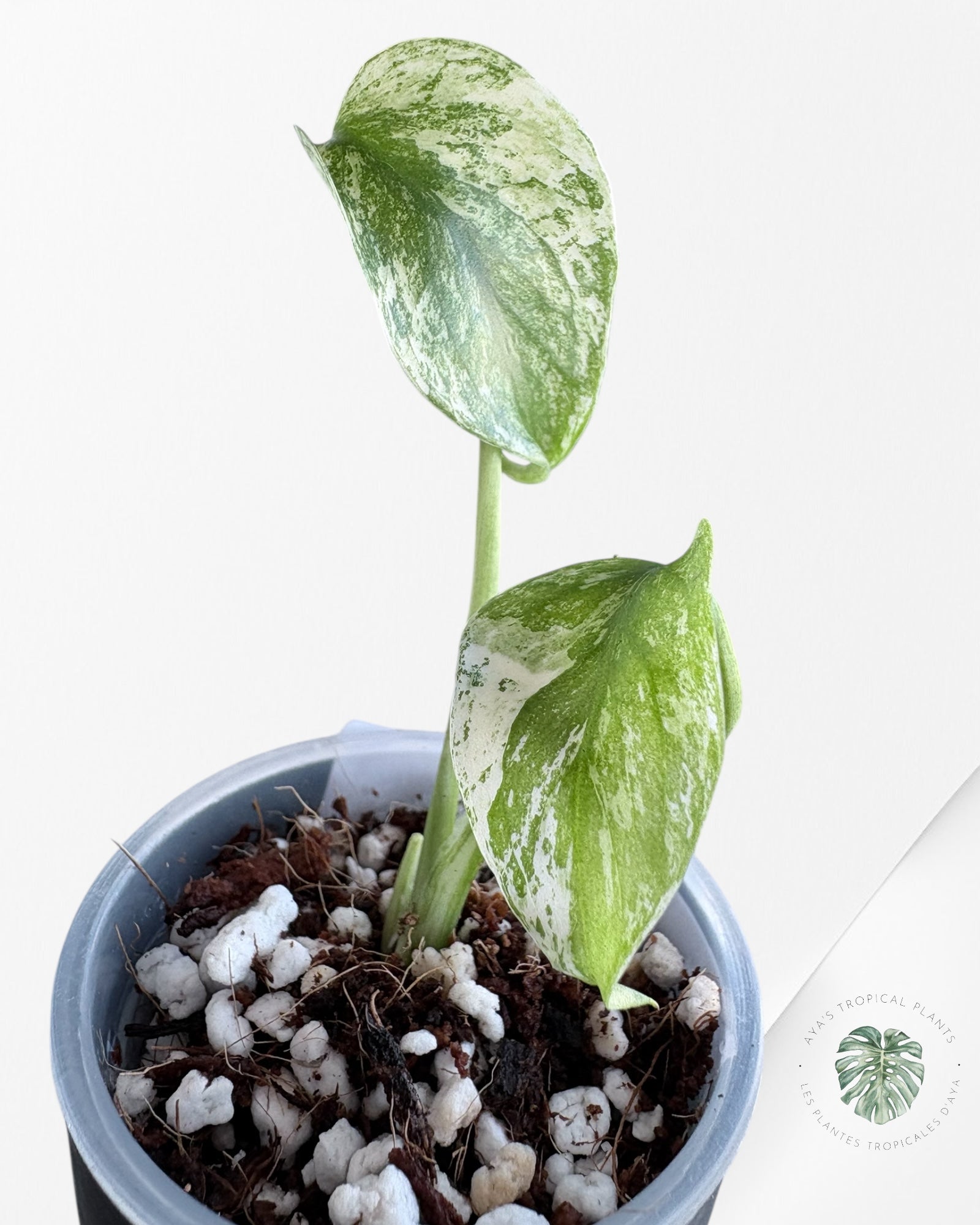 Monstera ‘White Mint’