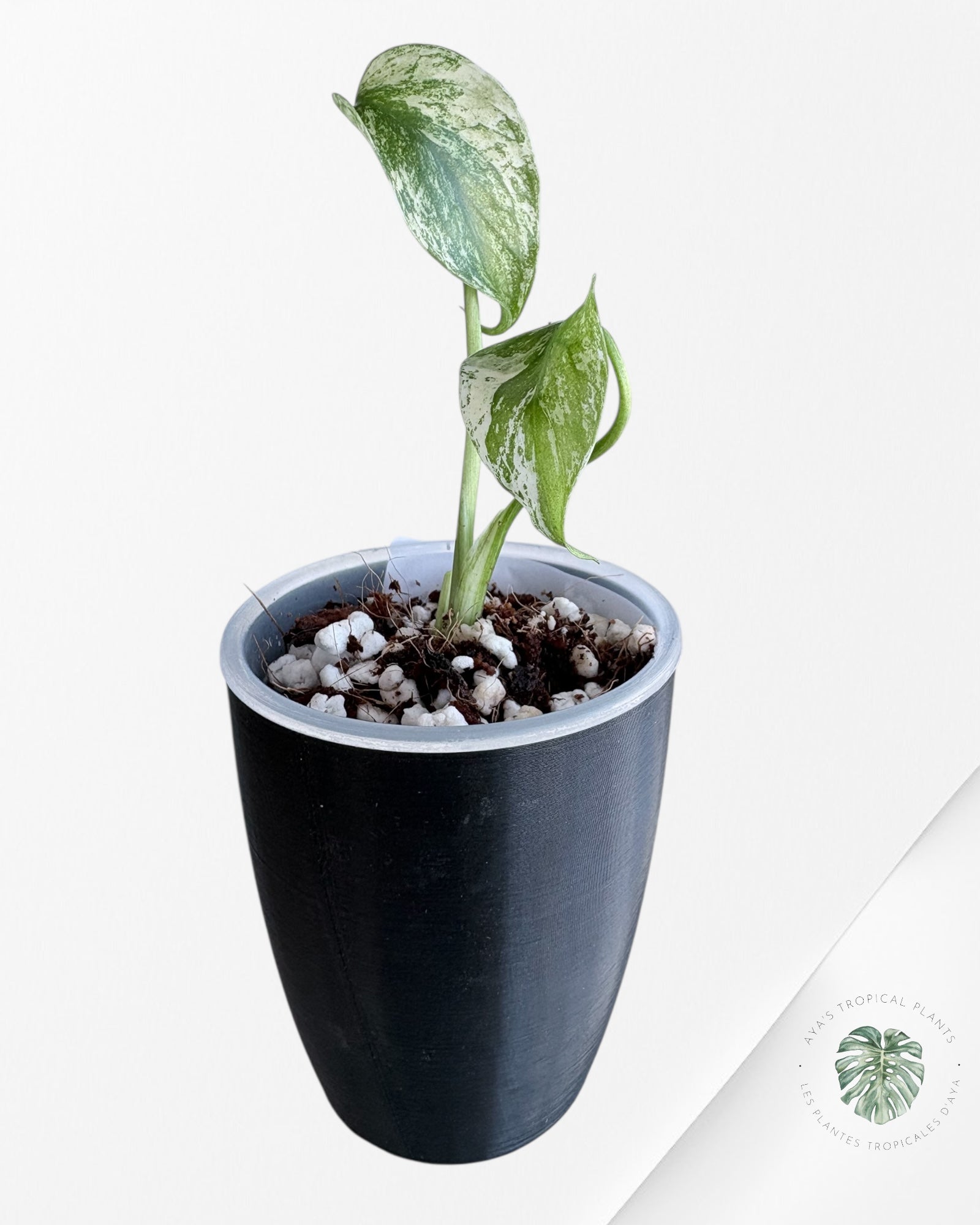 Monstera ‘White Mint’