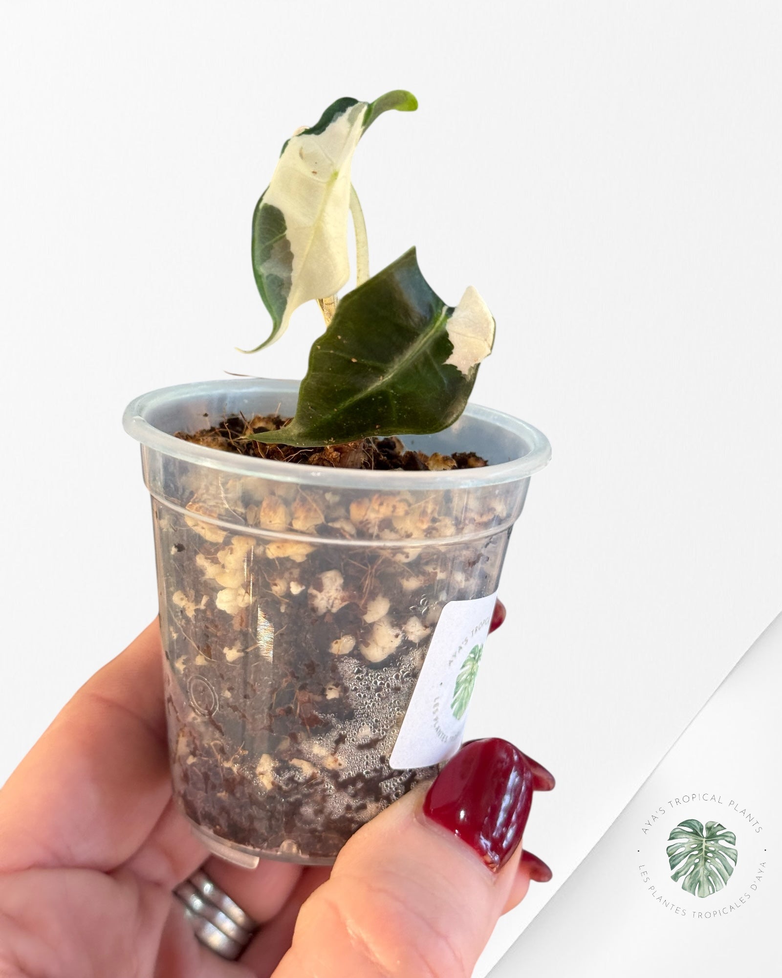 Alocasia Polly Variegated Pink| Rare TC Plant| Aya's Tropical Plants