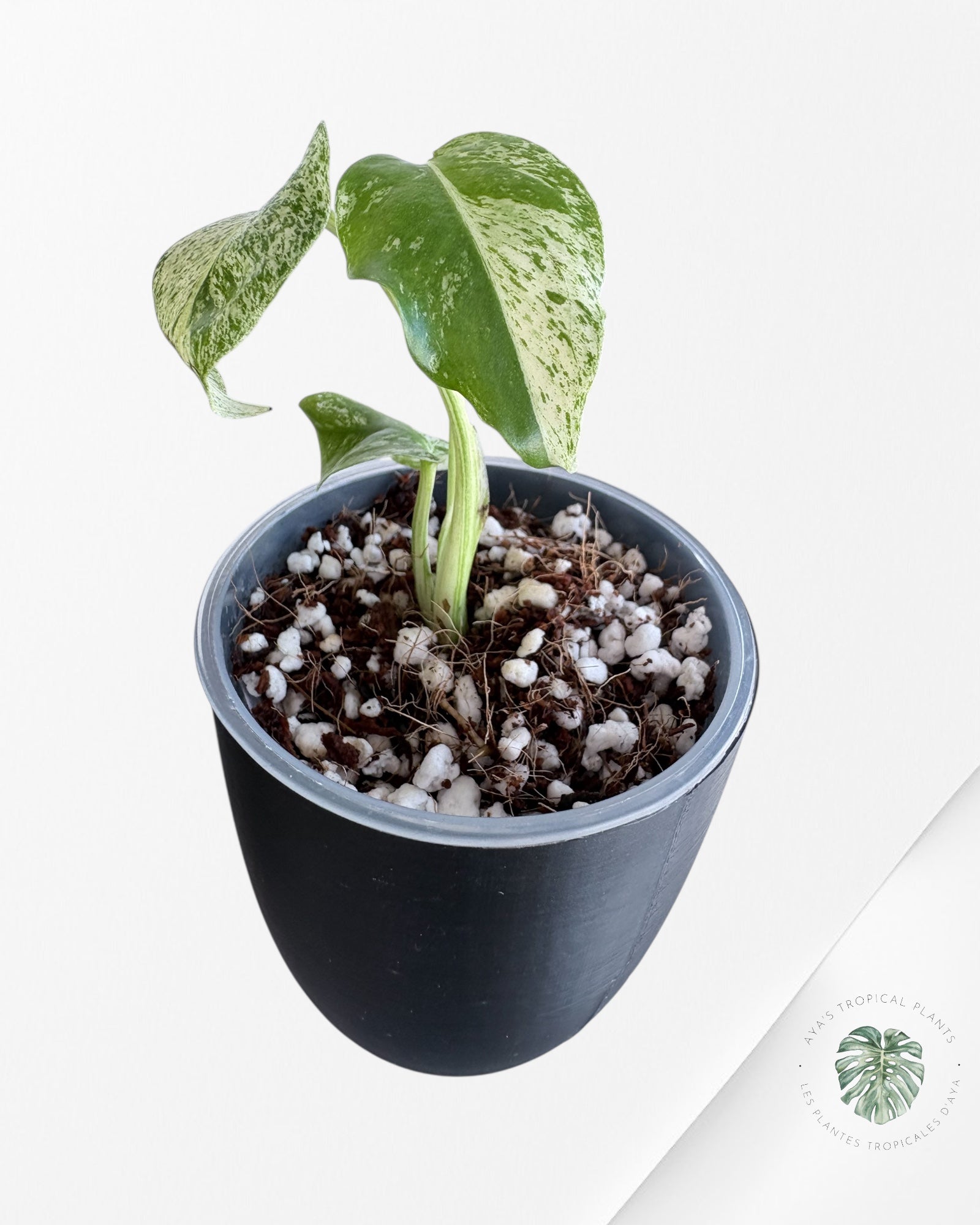 Monstera ‘White Mint’