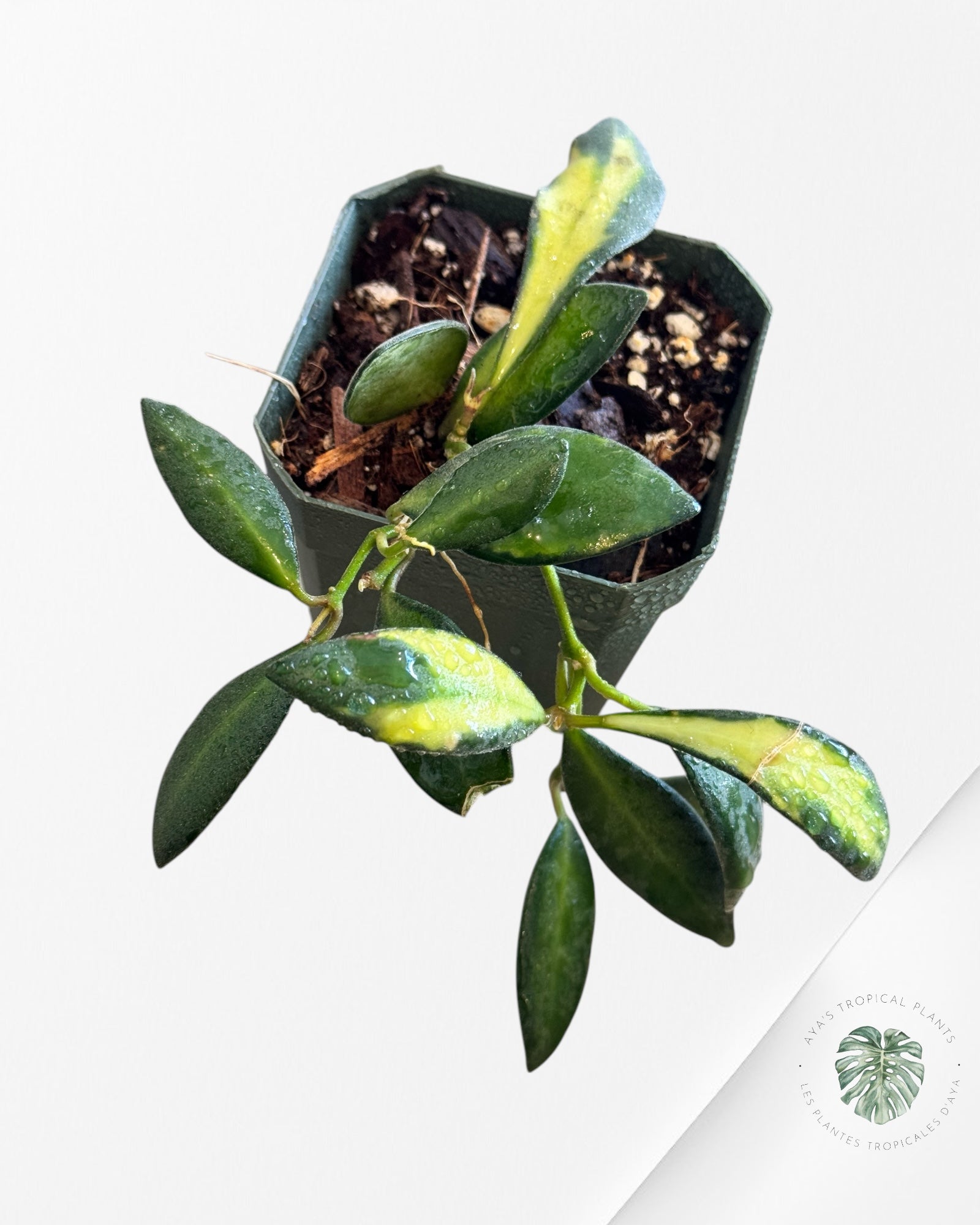 Hoya Burtoniae Variaté