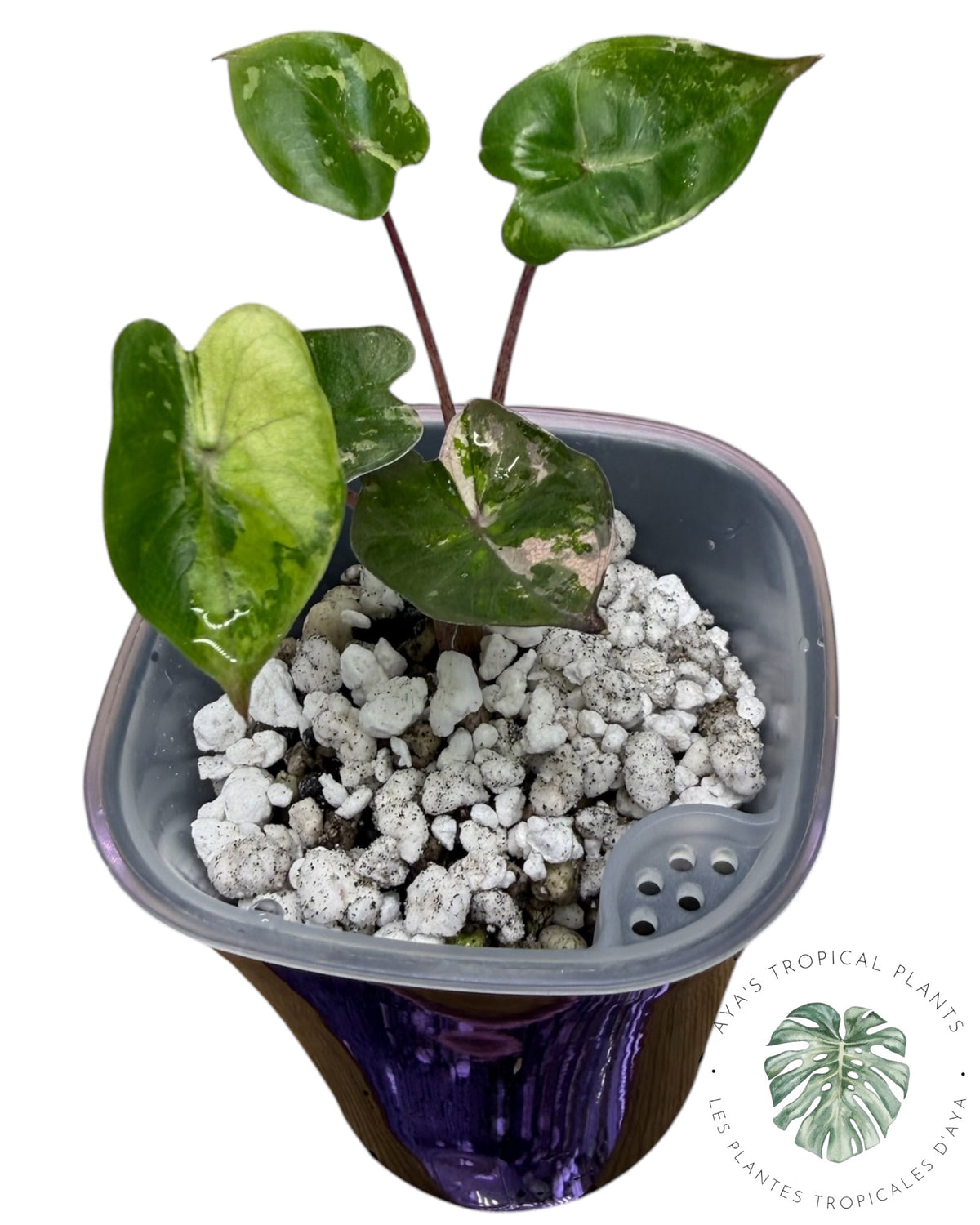 Alocasia Yucatan Princess Pink Variegated