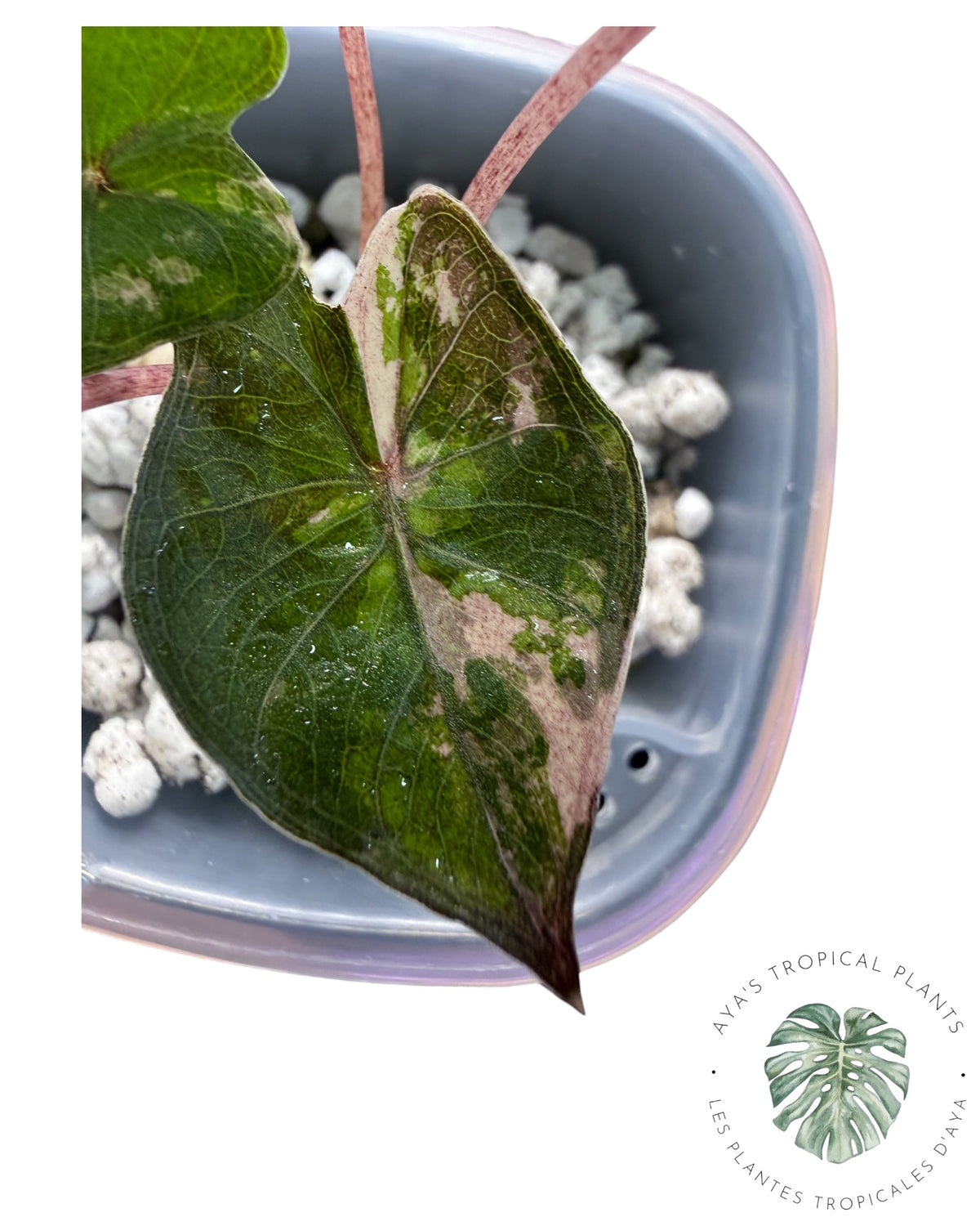 Alocasia Yucatan Princess Pink Variegated