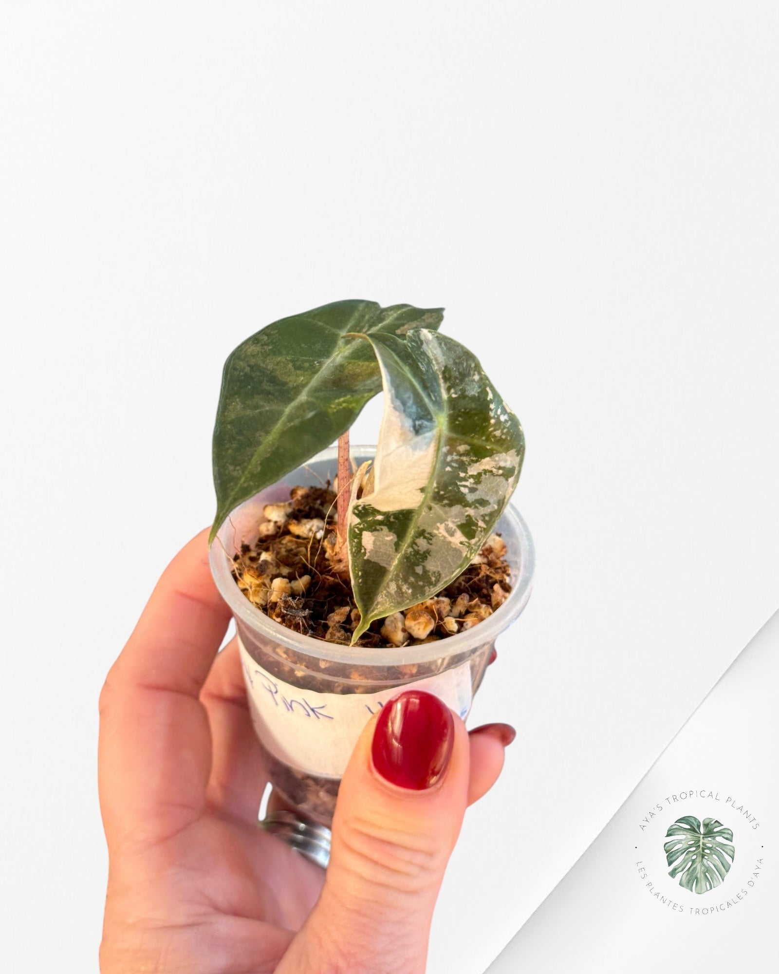 Alocasia Polly Variegated Pink| Rare TC Plant| Aya's Tropical Plants