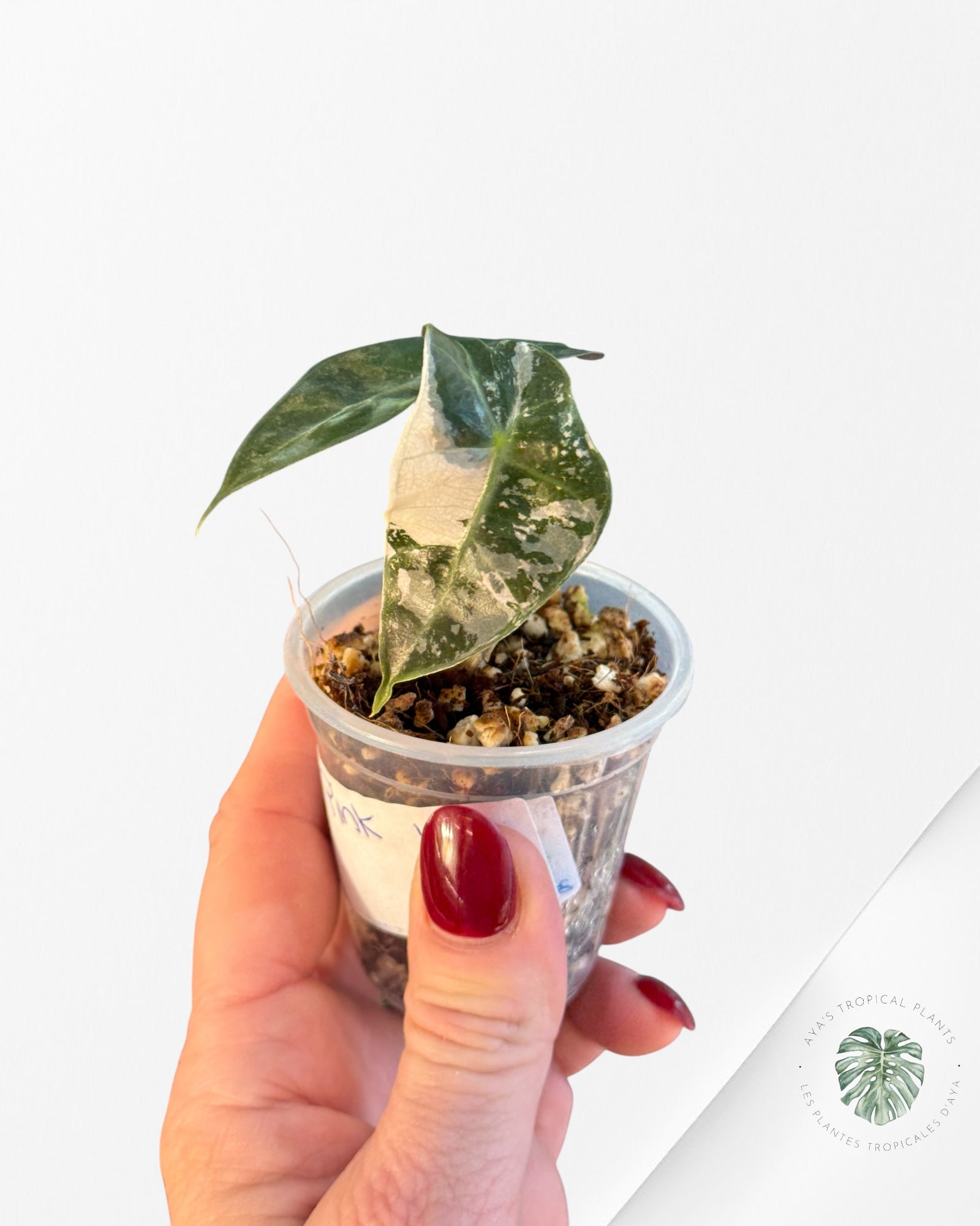 Alocasia Polly Variegated Pink| Rare TC Plant| Aya's Tropical Plants