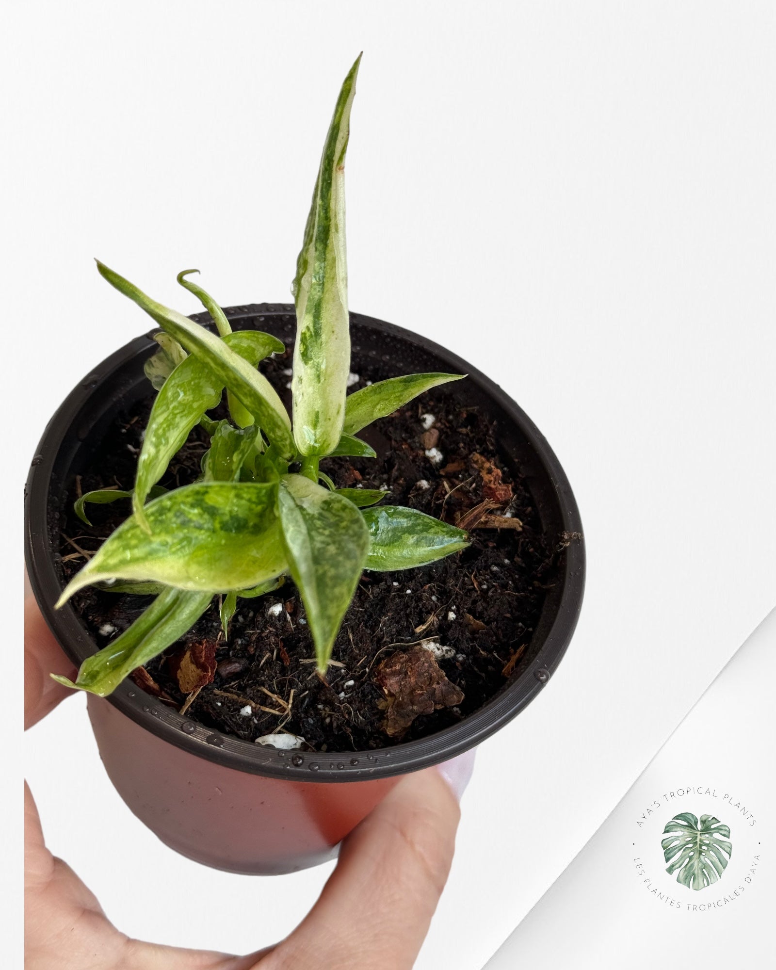 Monstera Thai Constellation -A