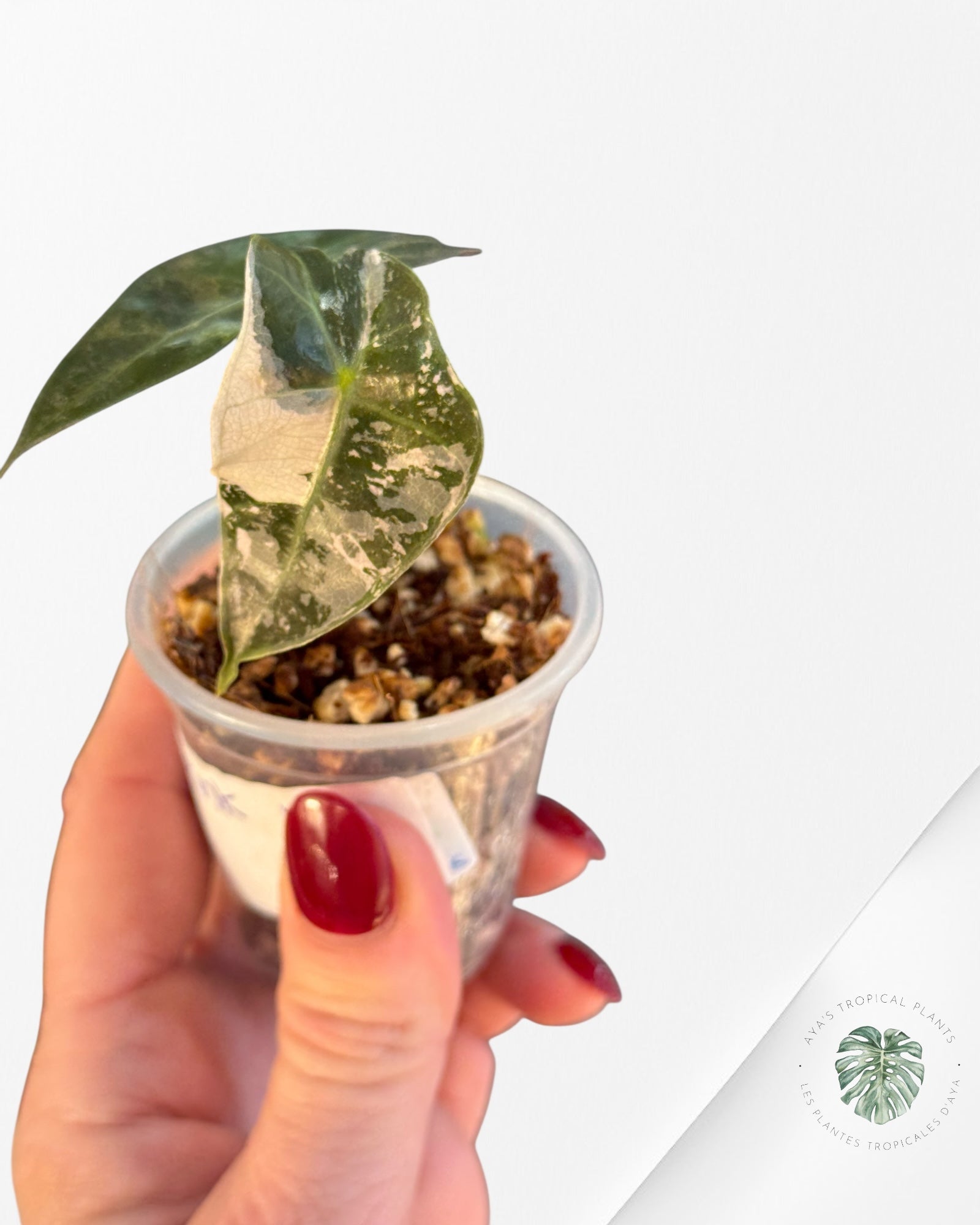 Alocasia Polly Variegated Pink| Rare TC Plant| Aya's Tropical Plants