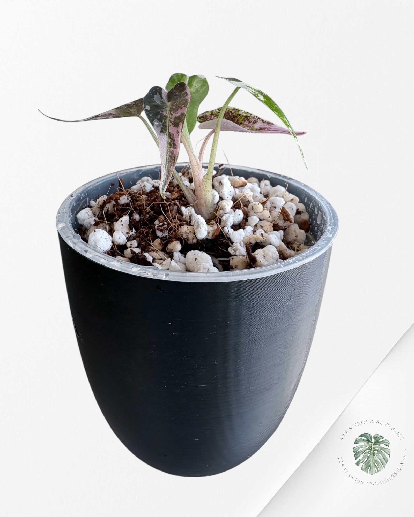 Alocasia Bambino rose panaché