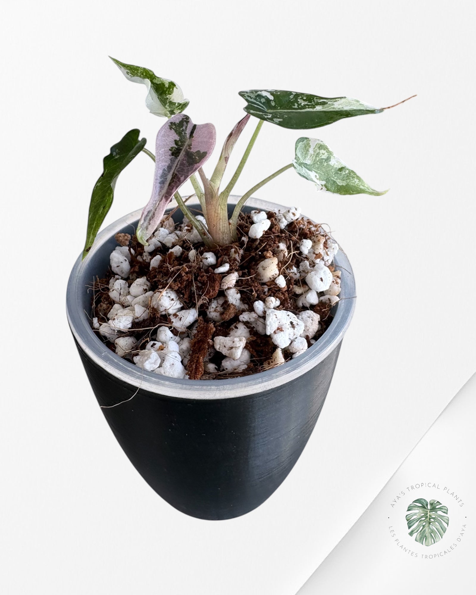 Alocasia Bambino Pink Variegated