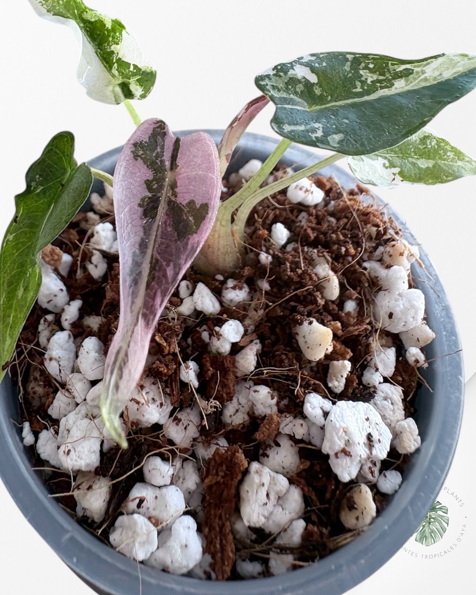 Alocasia Bambino Pink Variegated