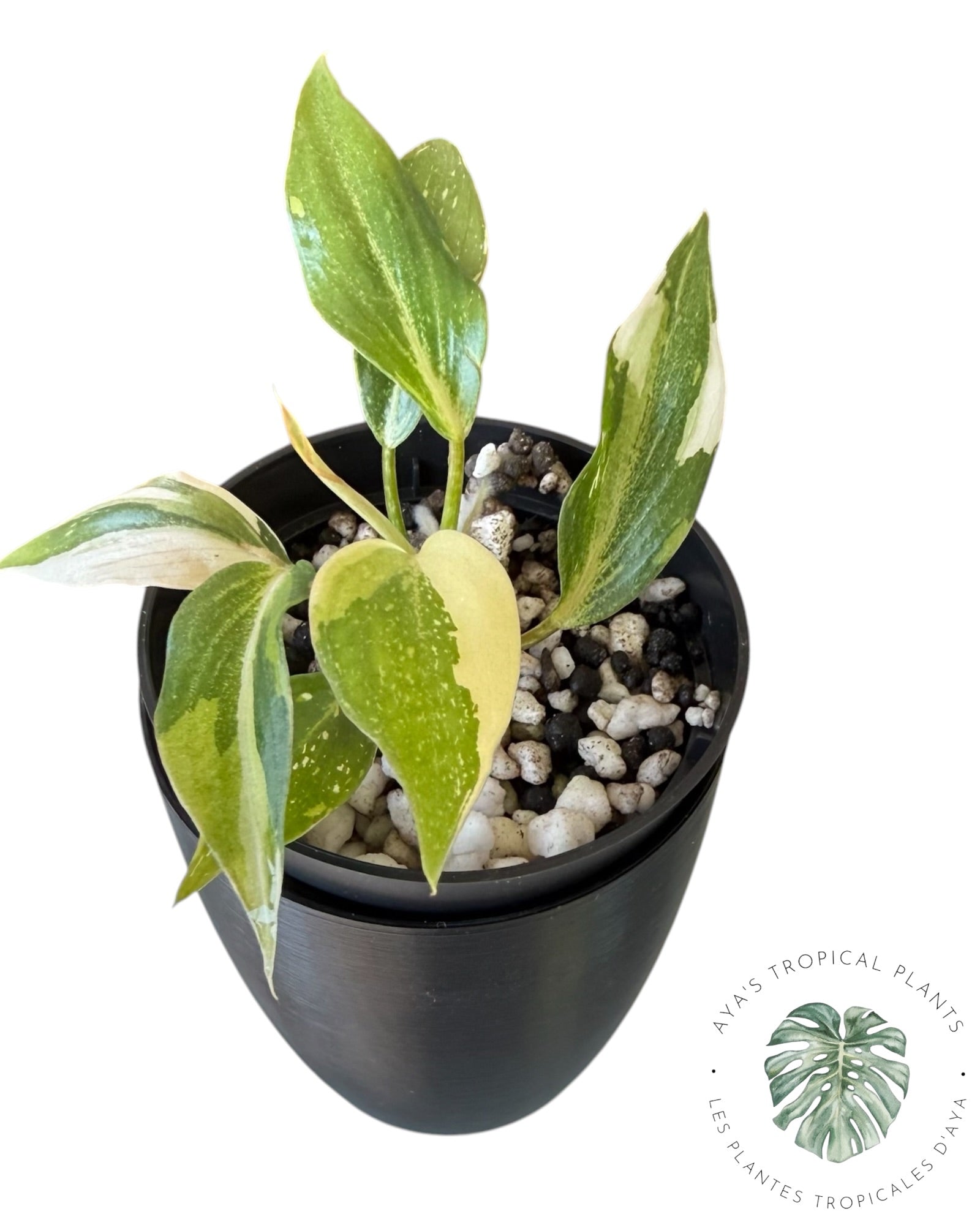Philodendron Gloriosum Variegated