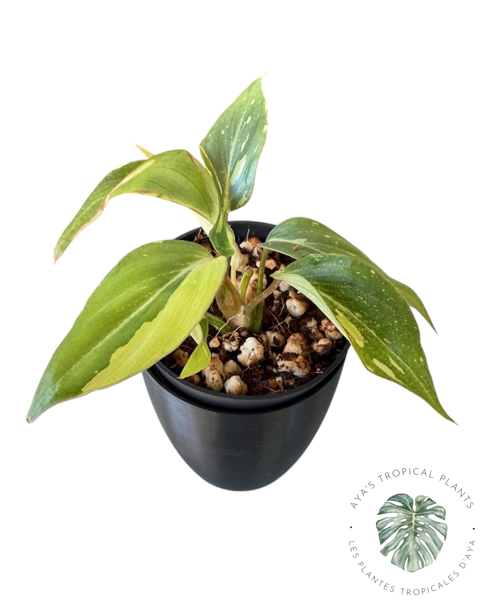 Philodendron Gloriosum Variegated
