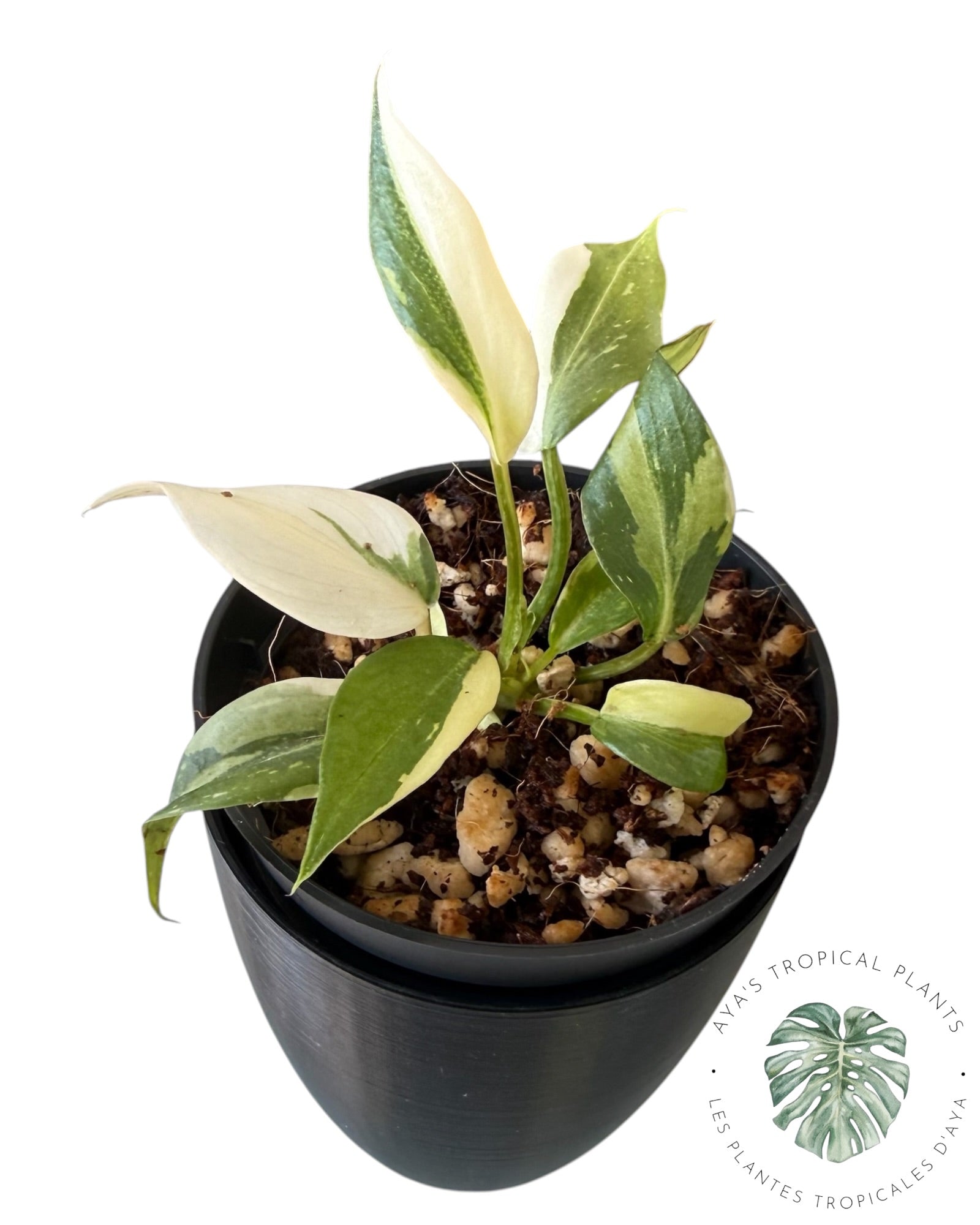 Philodendron Gloriosum Variegated