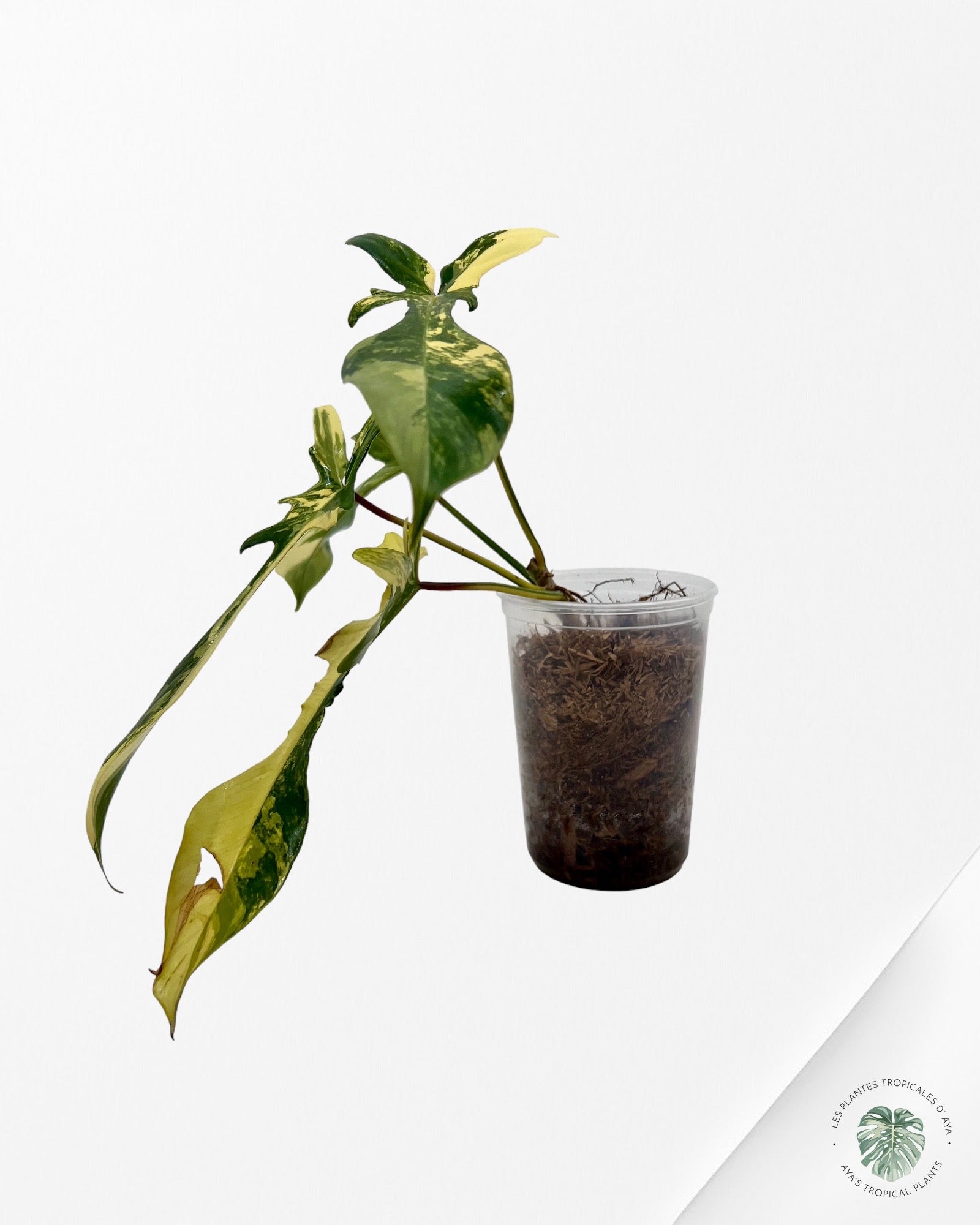 Philodendron Florida Beauty JAF1