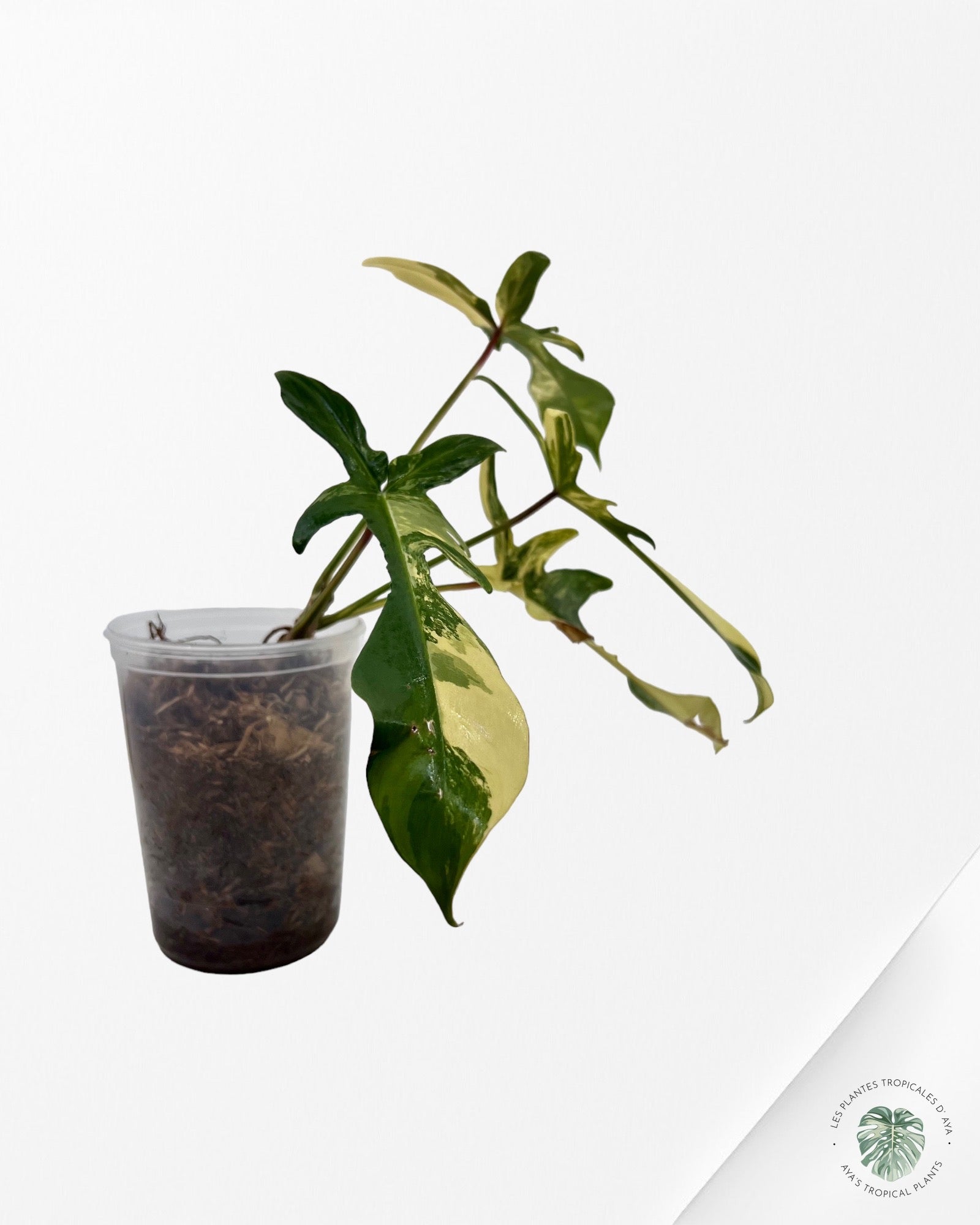 Philodendron Florida Beauty JAF1
