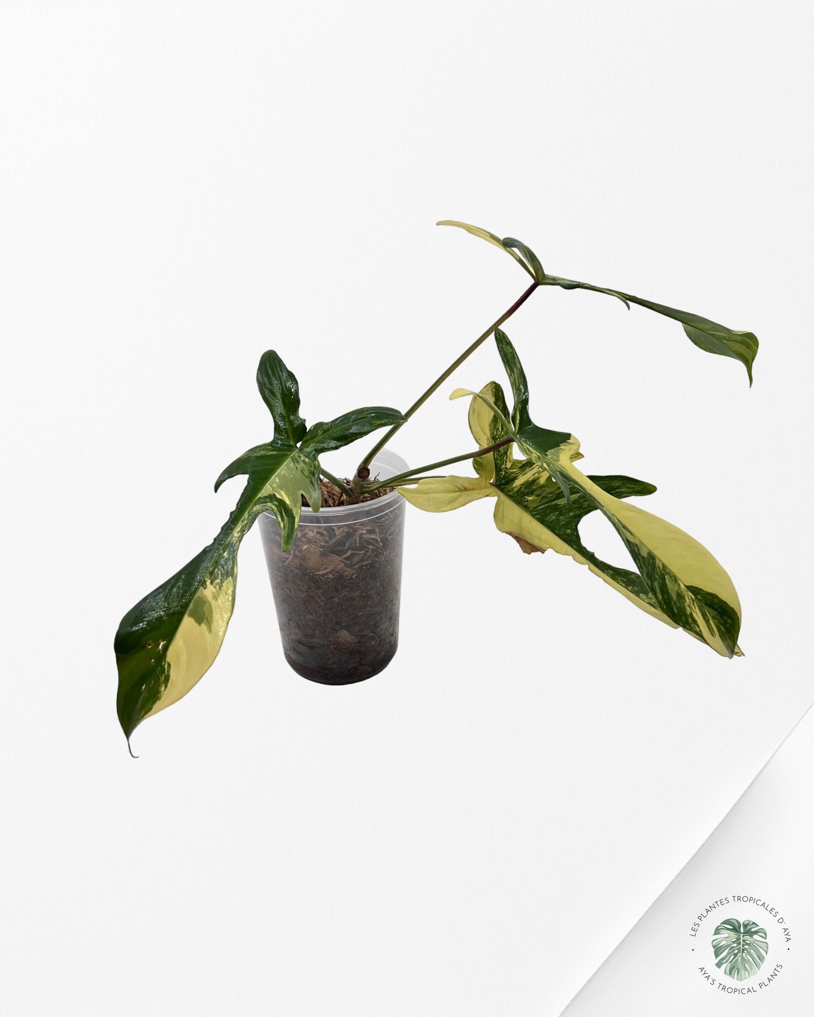 Philodendron Florida Beauty JAF1