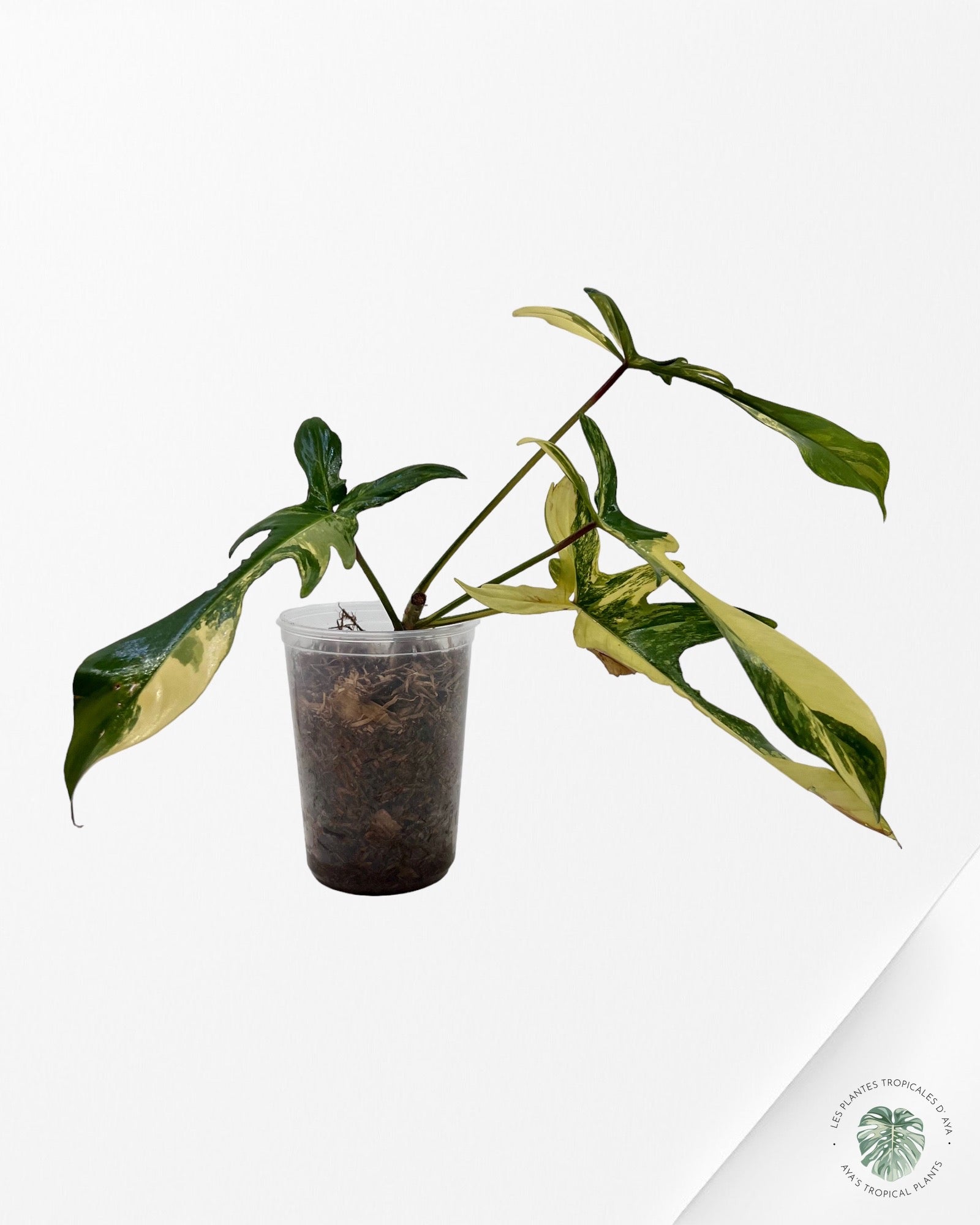Philodendron Florida Beauty JAF1