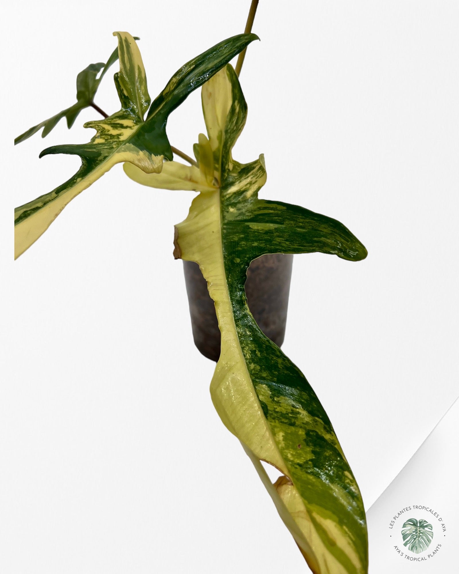 Philodendron Florida Beauty JAF1