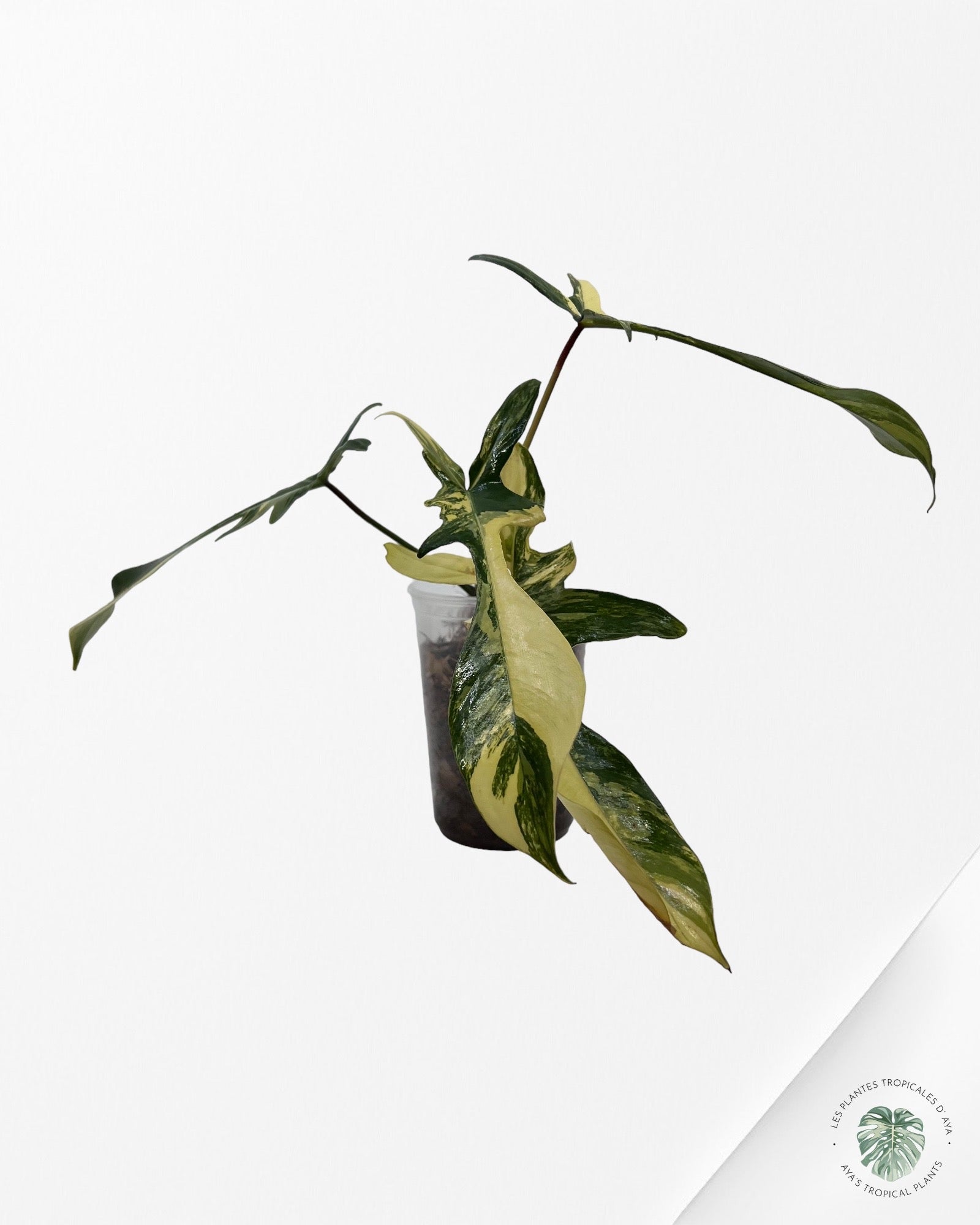 Philodendron Florida Beauty JAF1