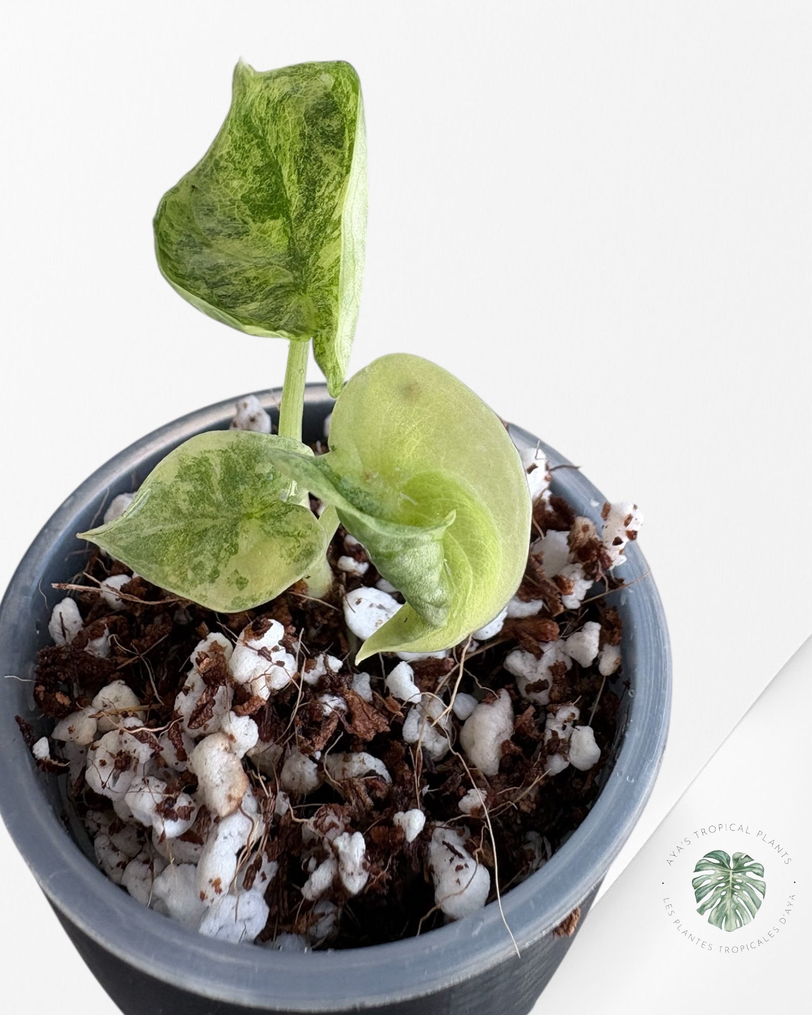 Alocasia Silver Dragon Aurea Variegated