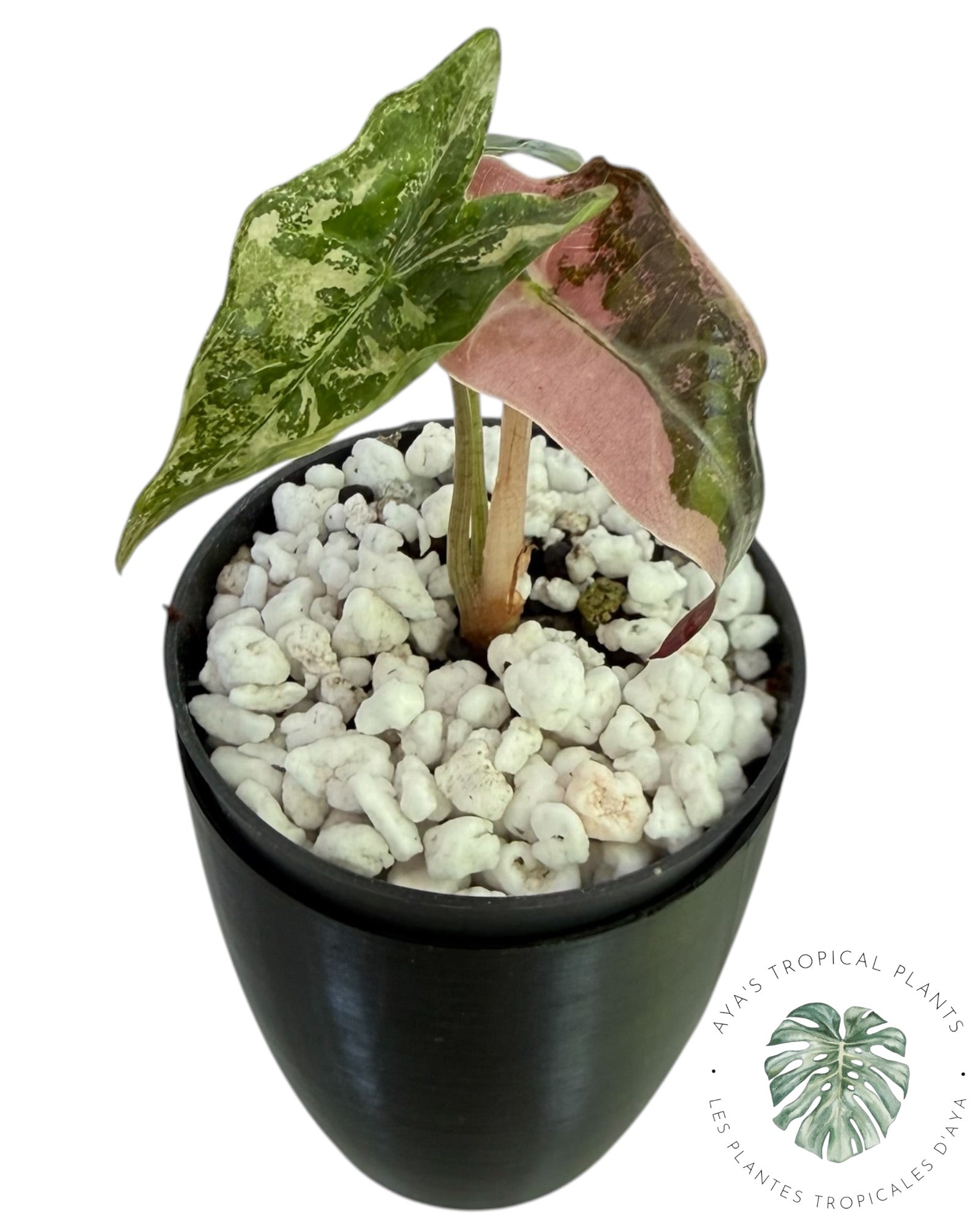 Alocasia Nobilis Pink Variegated